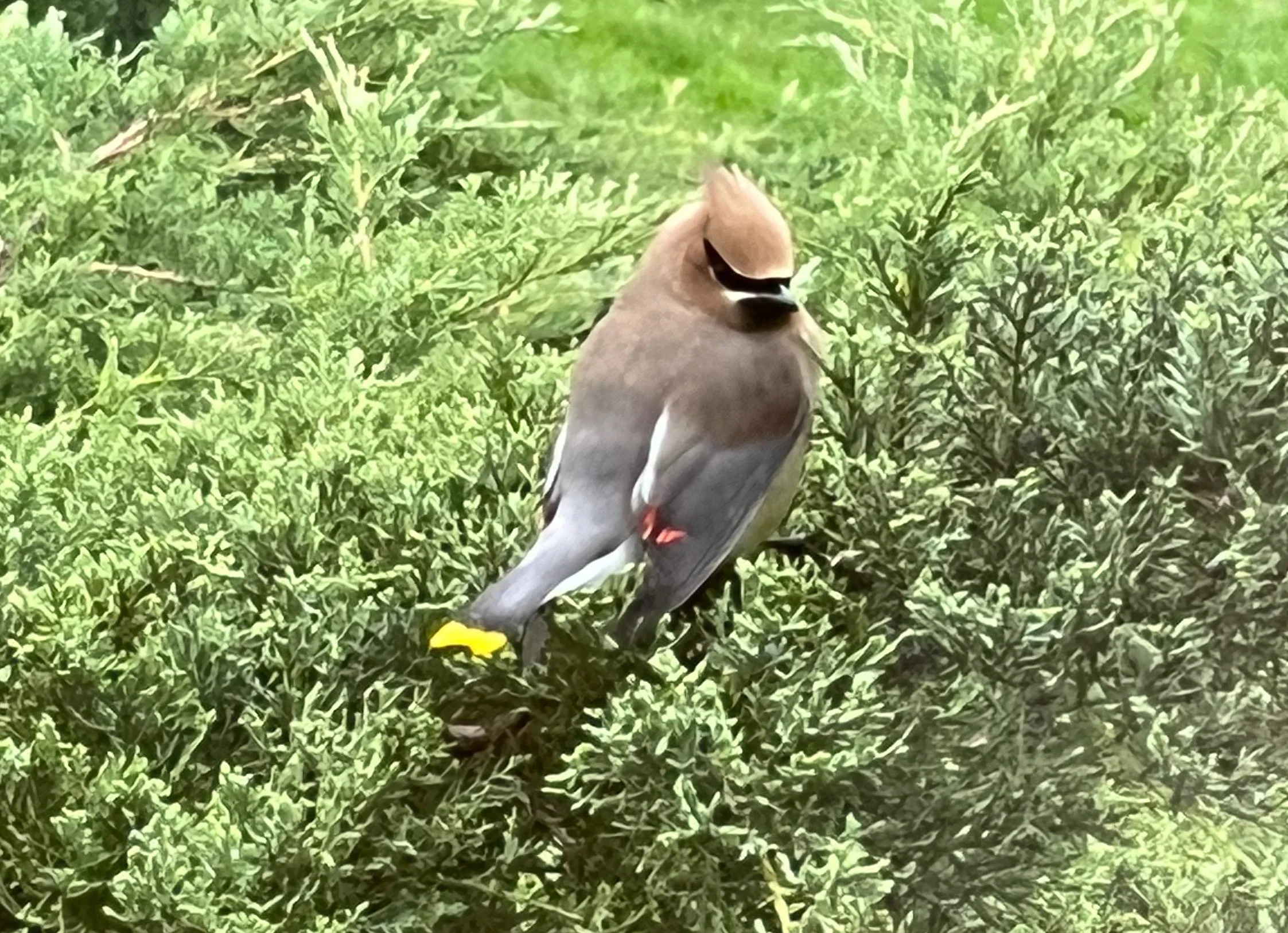 6-Week Mindfulness Meditation Program