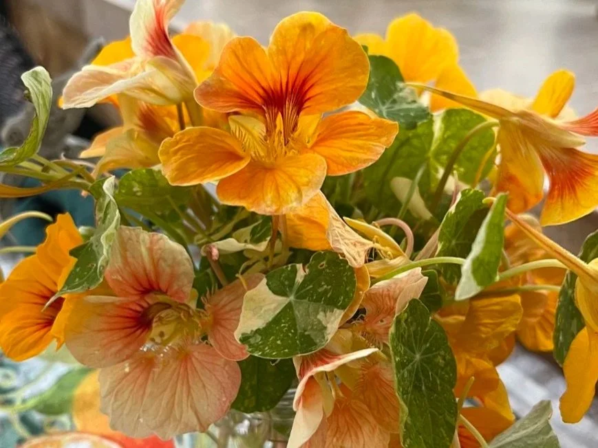 Meditation Refresher Sessions