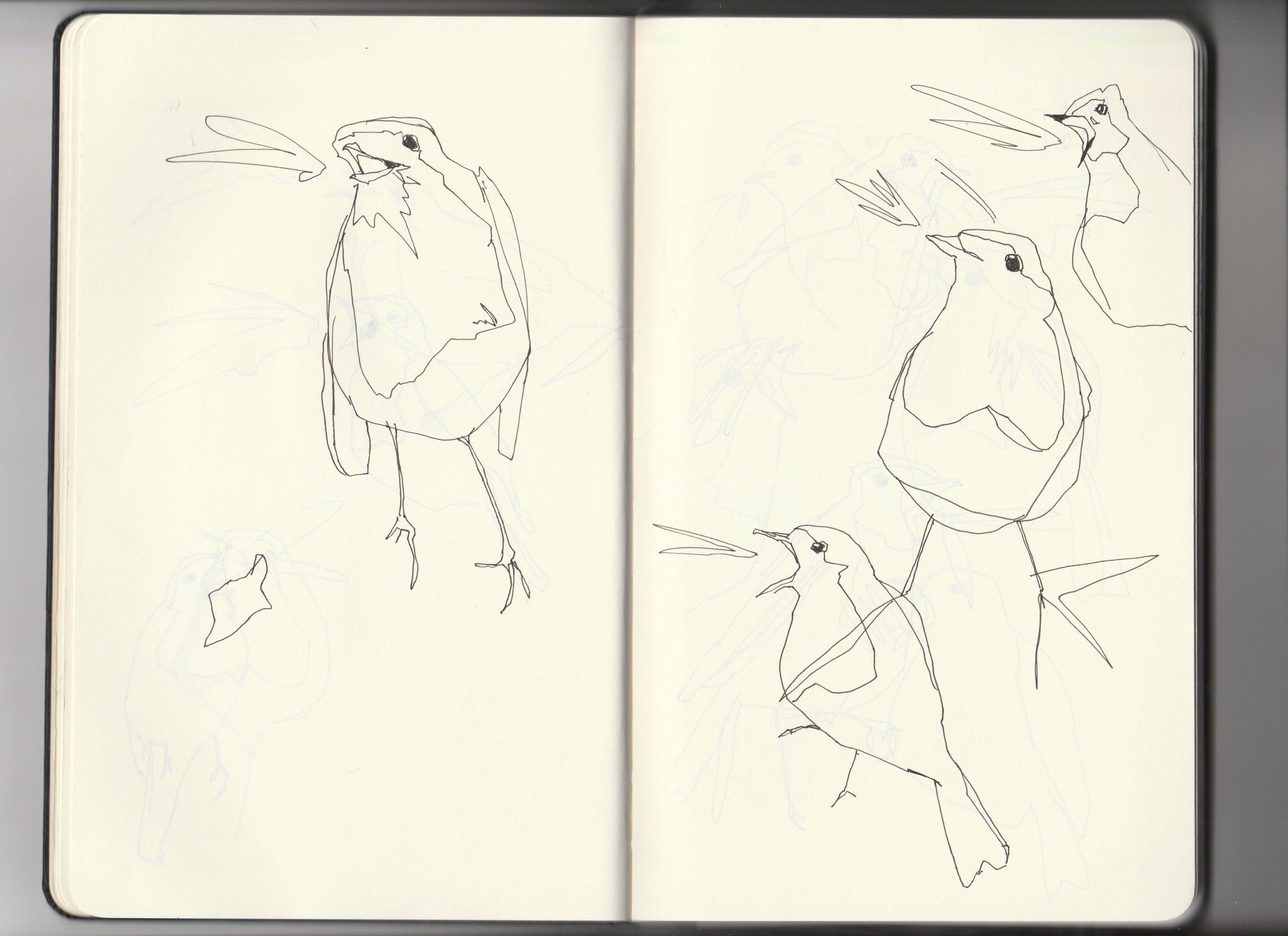 Sketchbook-archive-3-4-robins-squark