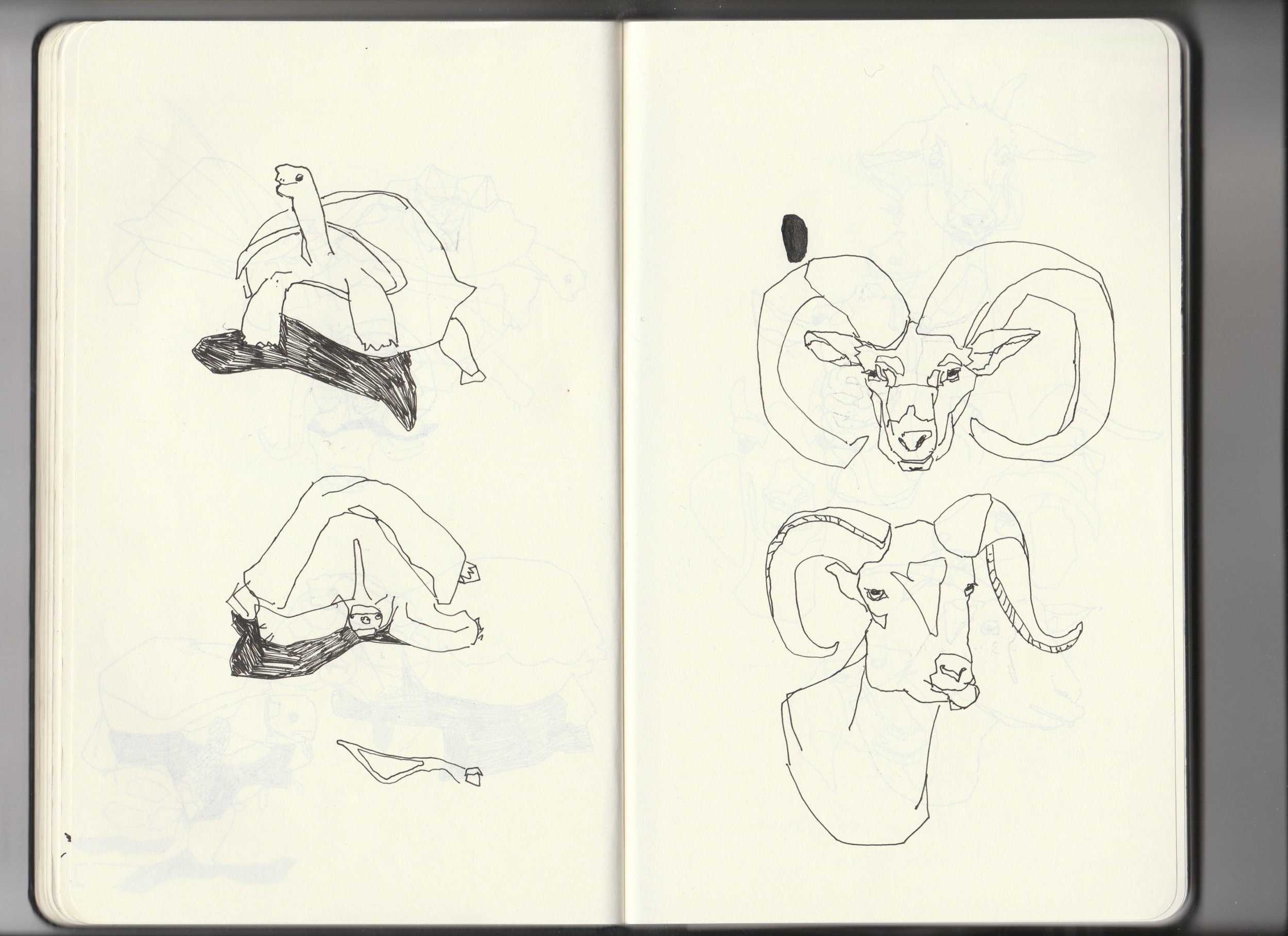 Sketchbook-archive-3-tortoise-ram