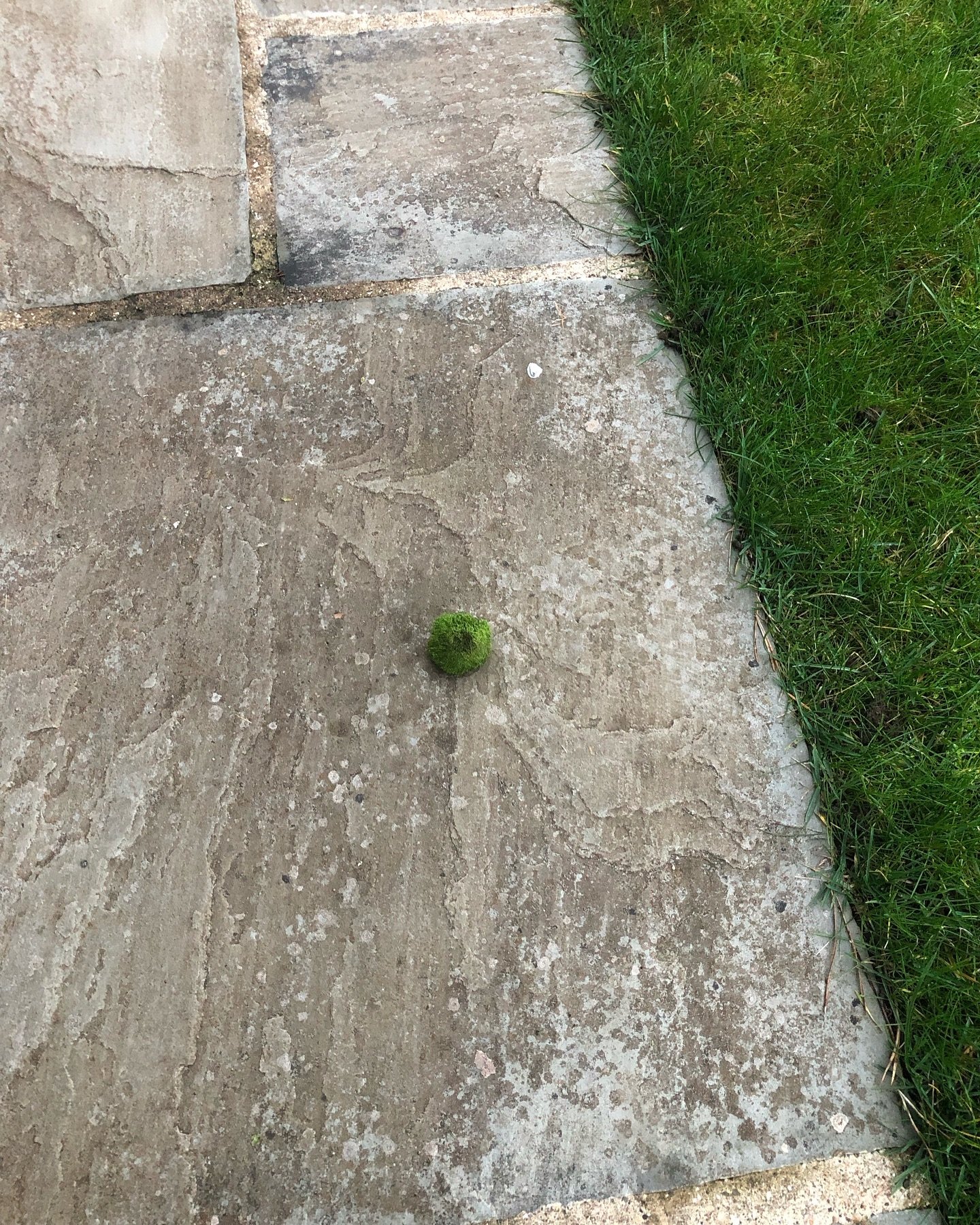I love u perfectly round little moss ball x