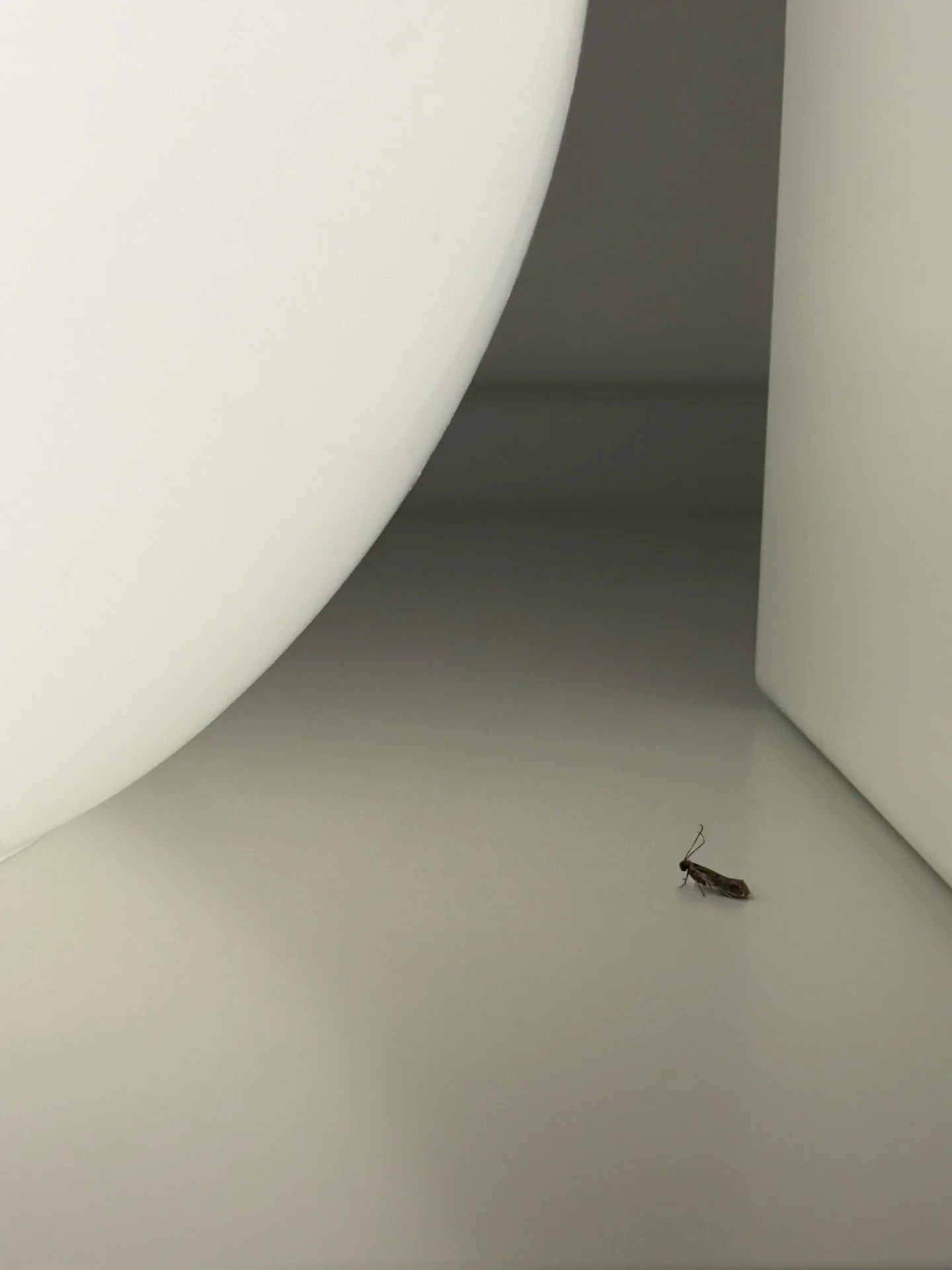 Antennae on the wonk and basking in the light of the moon (a lamp) tis the life for this little lady 😌🍹🌕