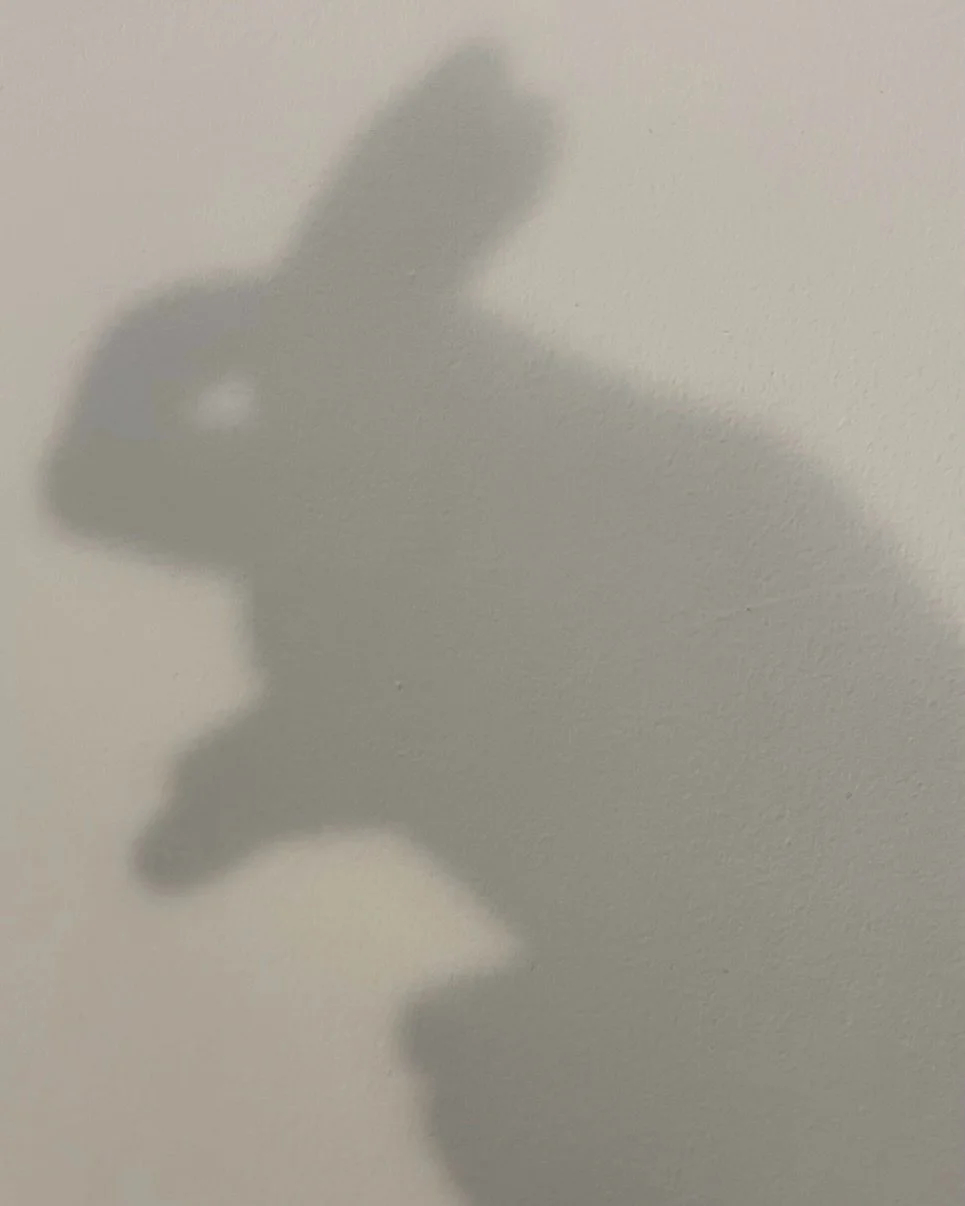 🐇 + a nice wiggly shadow 〰️ :-)