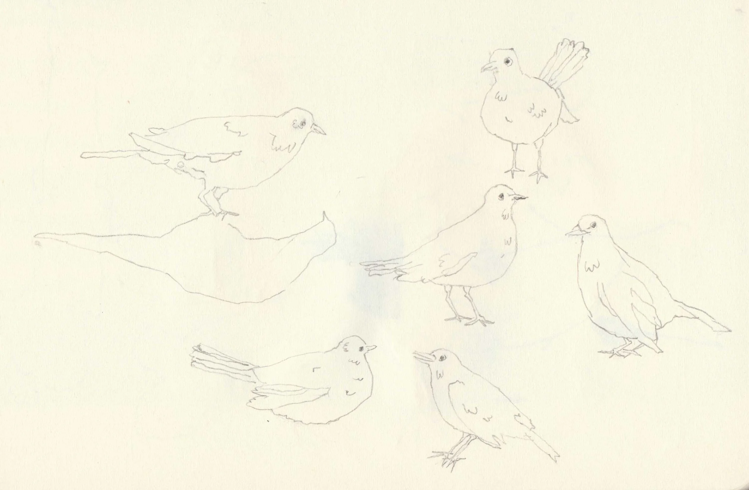 Works on paper portfolio of artist, Isobel Hill. Sketchbook drawing of several birds standing and sitting.