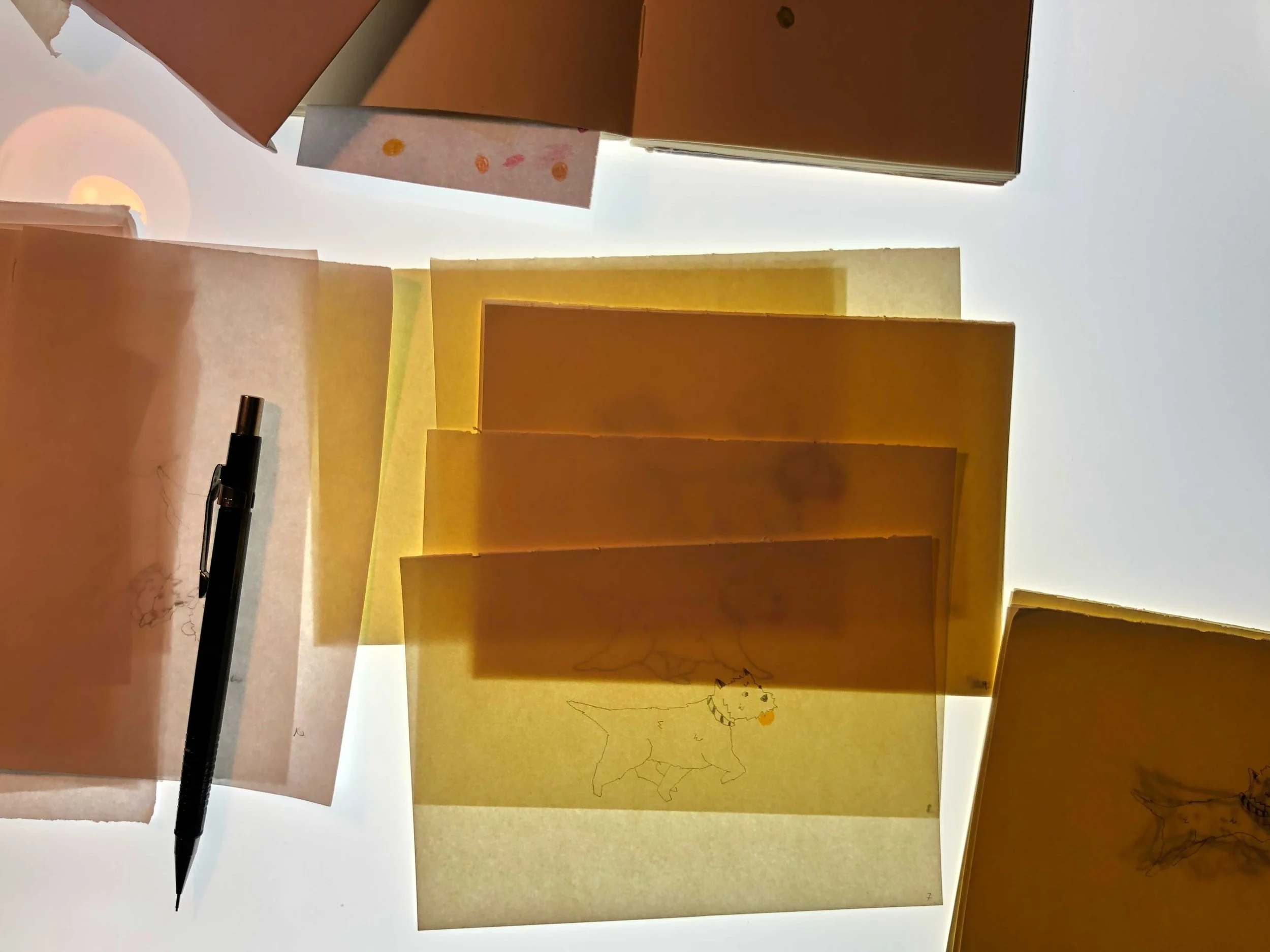 Animation hand drawn frames of trotting Westies by artist, Isobel Hill. Drawn frames glow as light box shines through the paper.