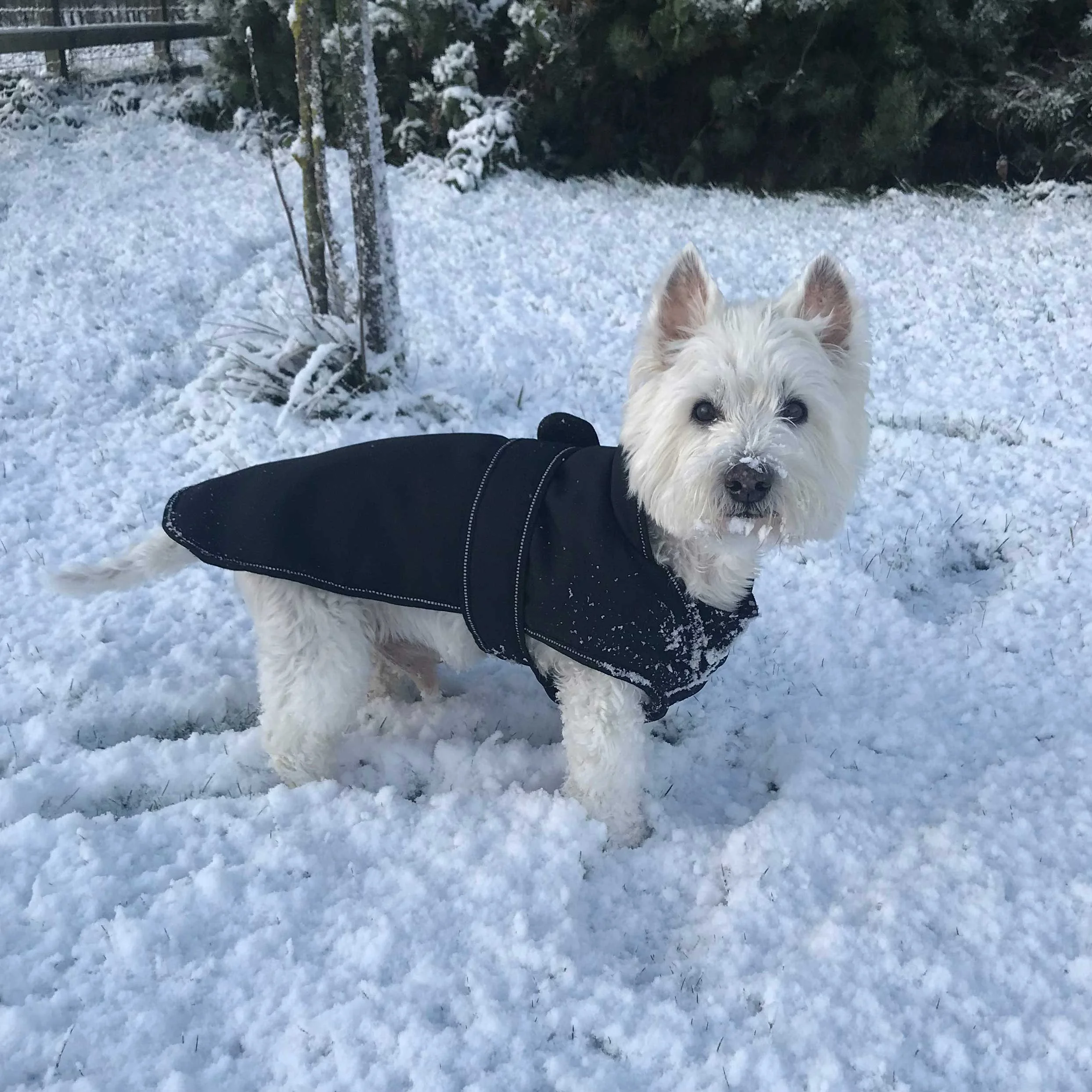 Isobel Hill's West Highland Terrier named Archie, stands in the snow and wears a black snow coat. Archie looks towards the camera.