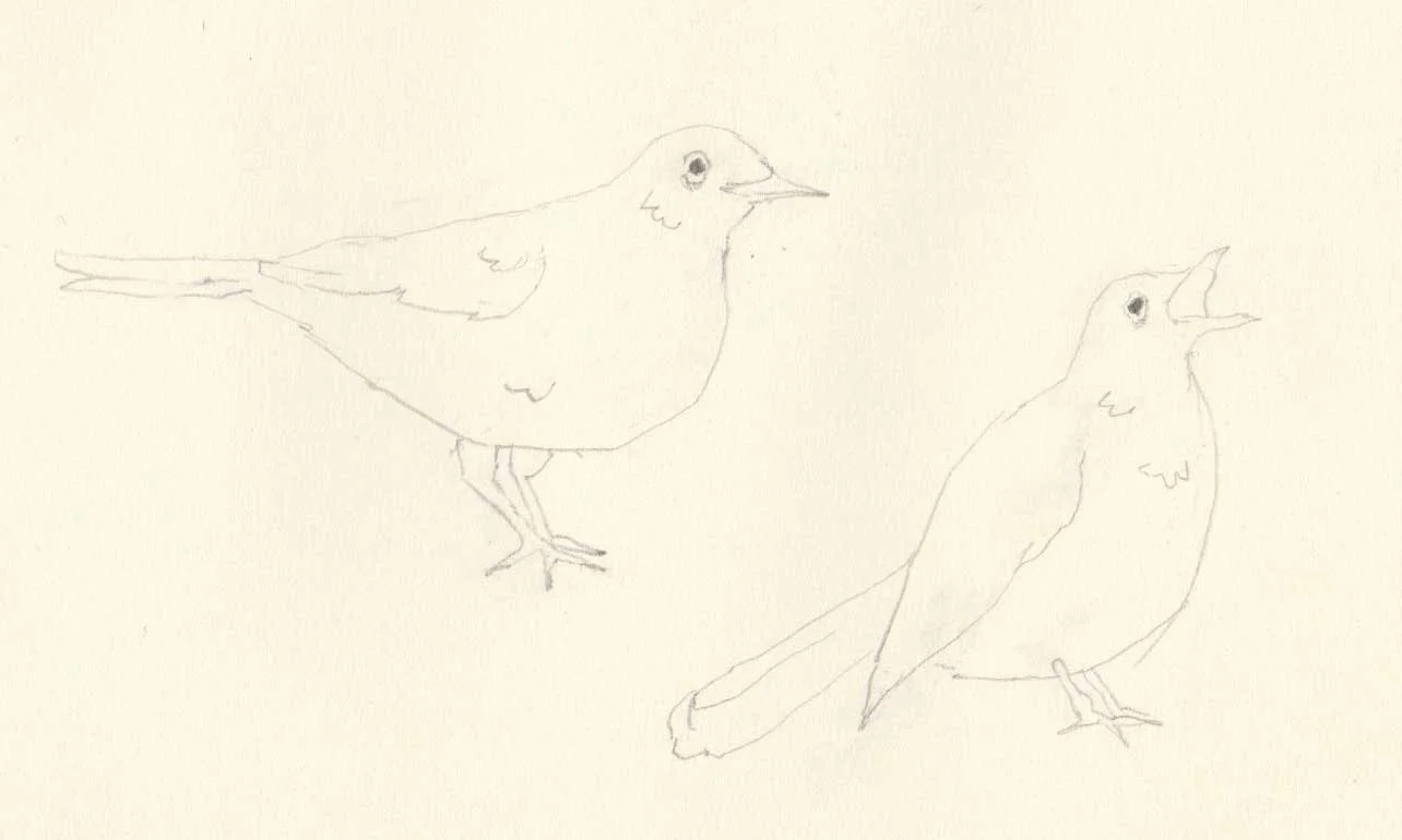 Works on paper portfolio of artist, Isobel Hill. Sketchbook drawing of two birds.