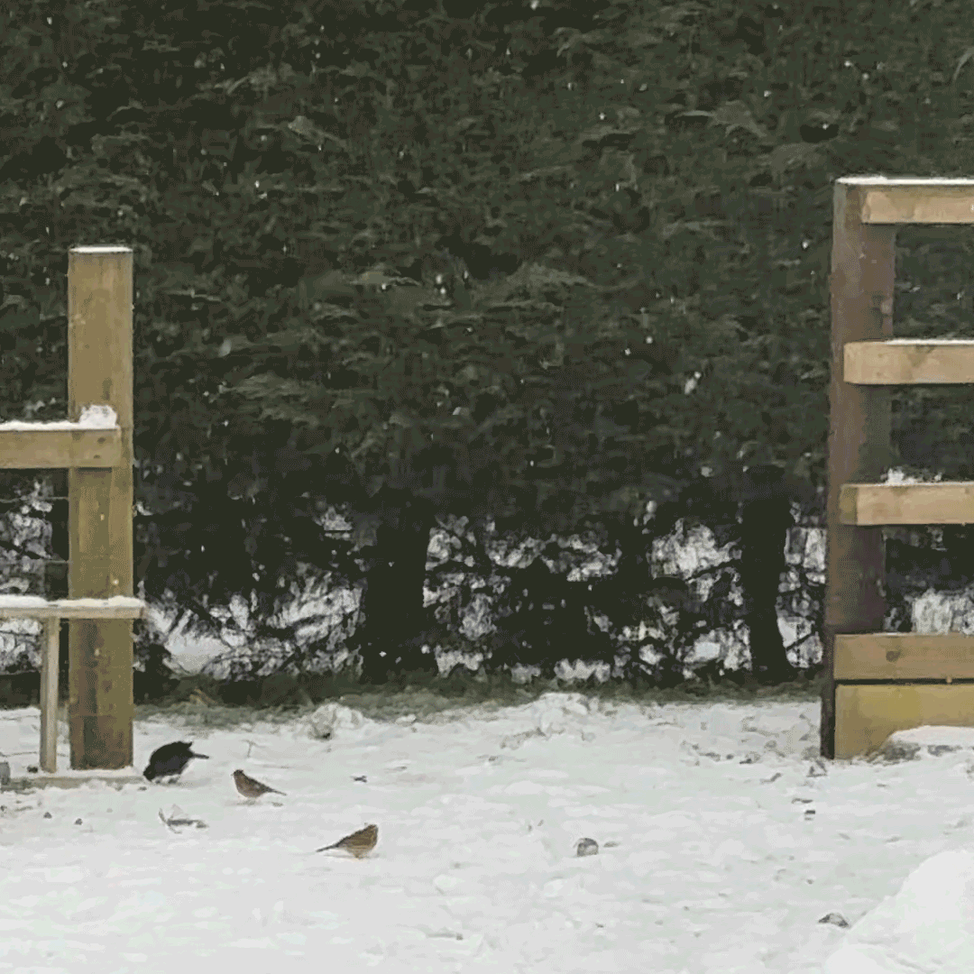 Moving gif of small birds in the snow as they hop around on the ground. One bird then flies away.