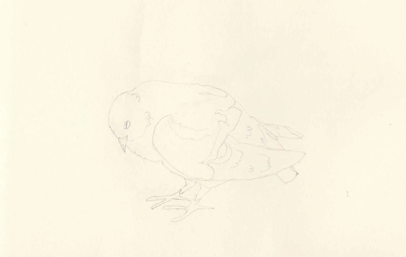 Works on paper portfolio of artist, Isobel Hill. Sketchbook drawing of a resting pigeon.