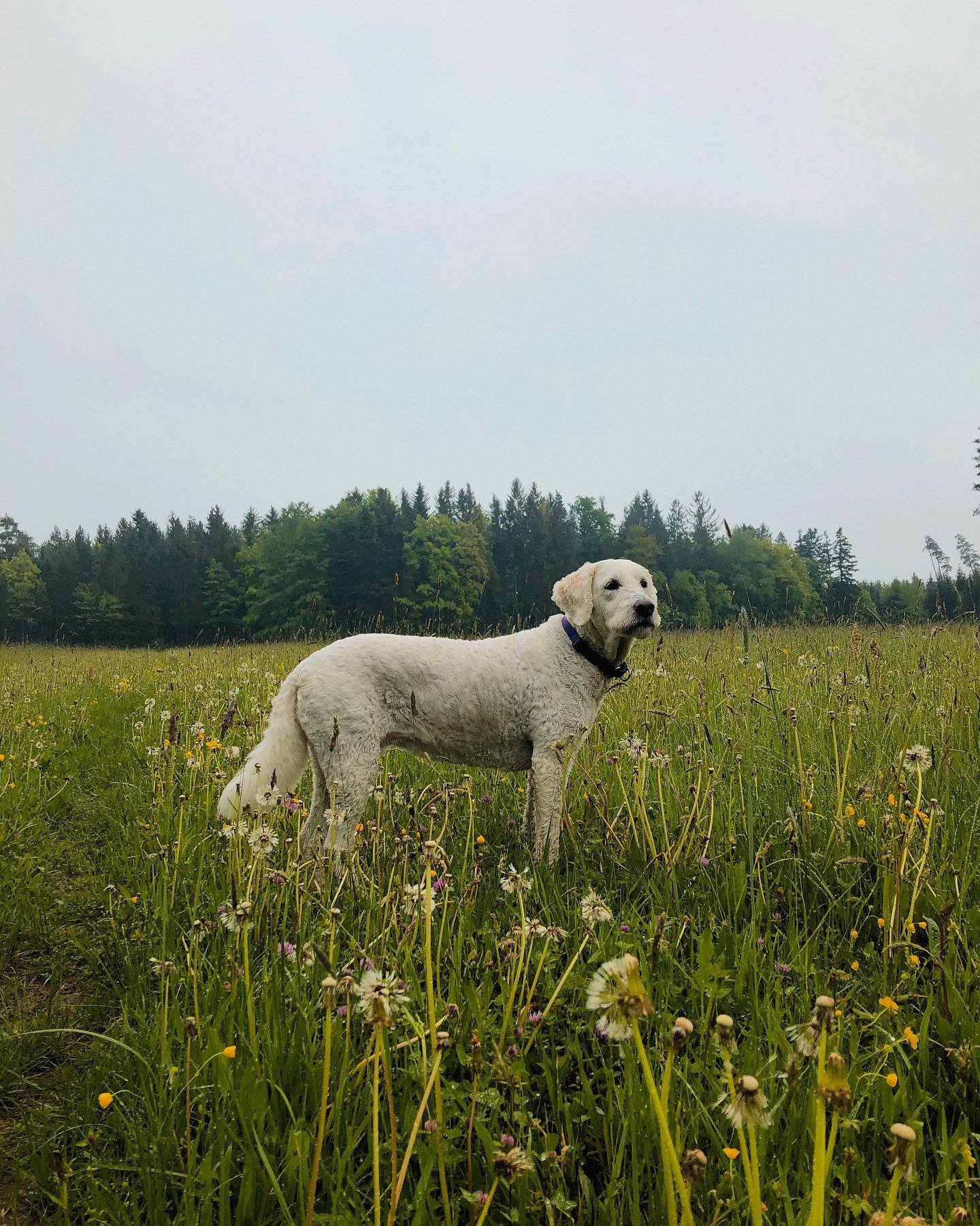 Field goddess 💫