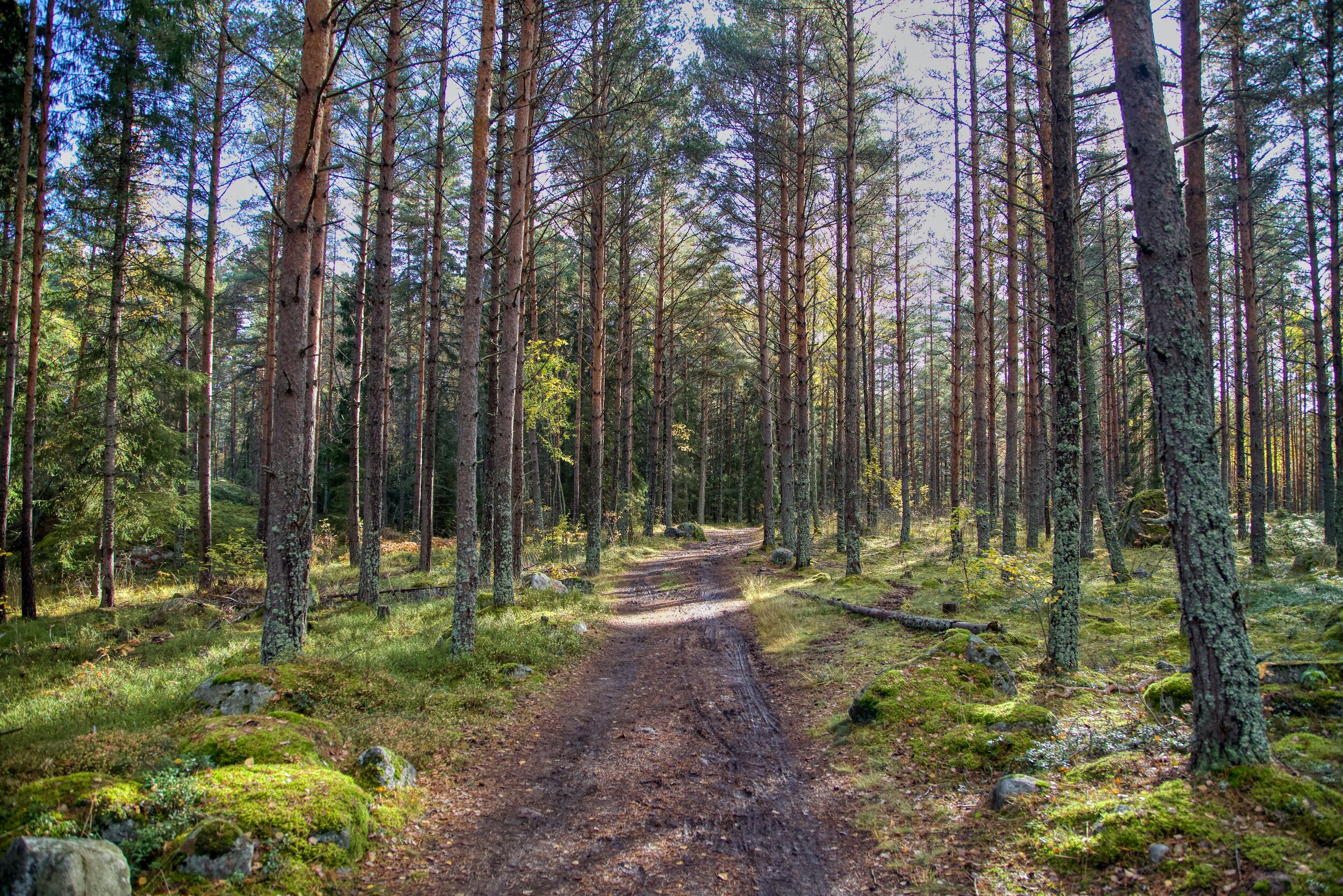   Håga Trail, Uppsala, Sweden (ISO 1250, 24 mm,  f /4, 1/640 s)  