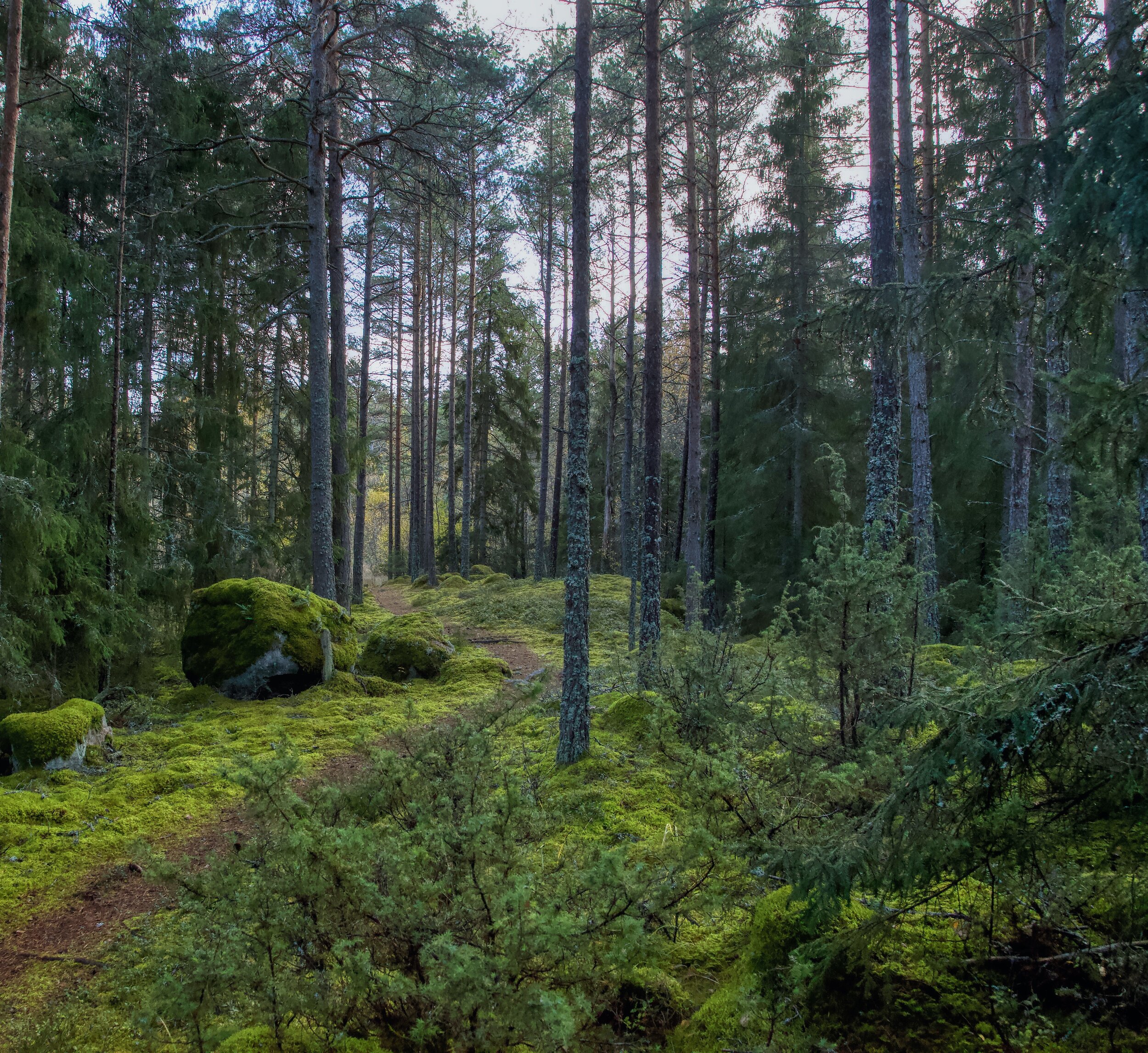   Håga Trail, Uppsala, Sweden (ISO 2000, 24 mm,  f /8, 1/250 s)  