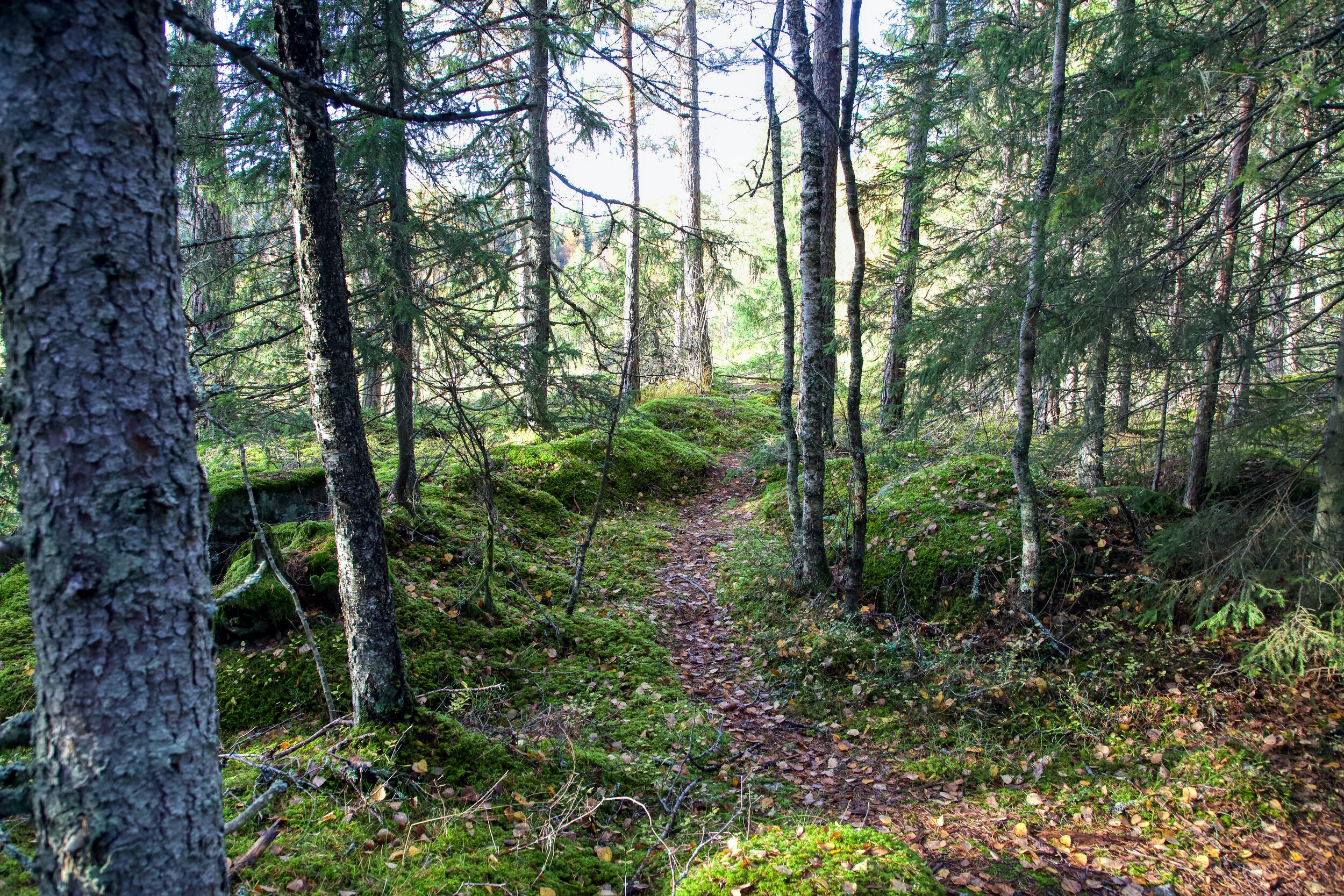   Håga Trail, Uppsala, Sweden (ISO 2000, 24 mm,  f /7.1, 1/125 s)  