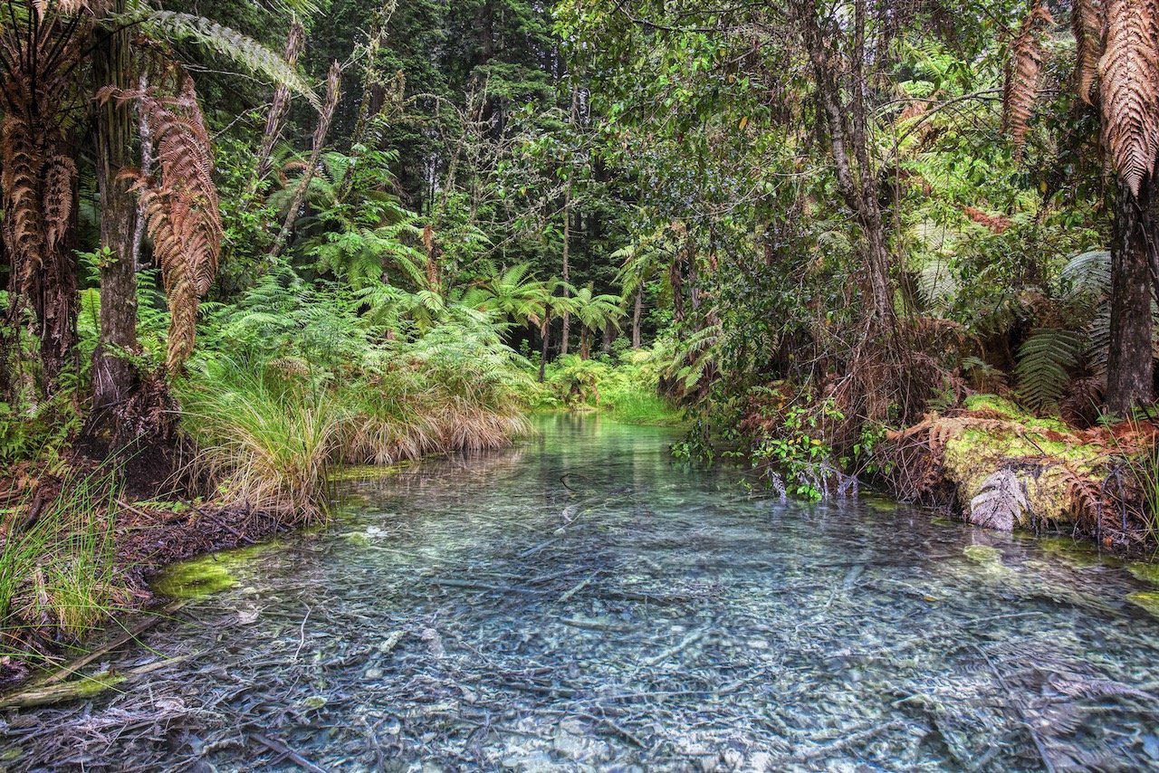   Whakarewarewa Redwood Forest, New Zealand (ISO 500, 24 mm,  f /11, 1/13 s)  