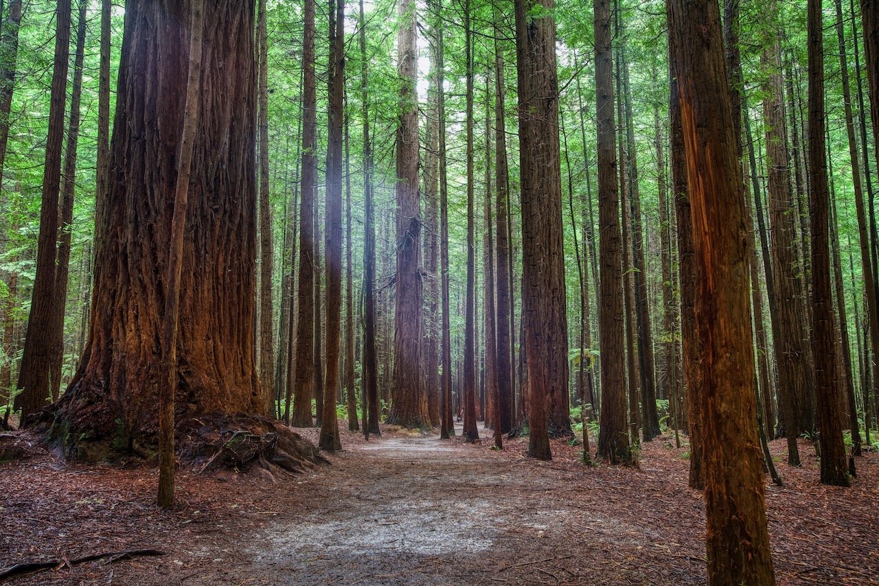   Whakarewarewa Redwood Forest, New Zealand (ISO 500, 30 mm,  f /11, 1/3 s)  
