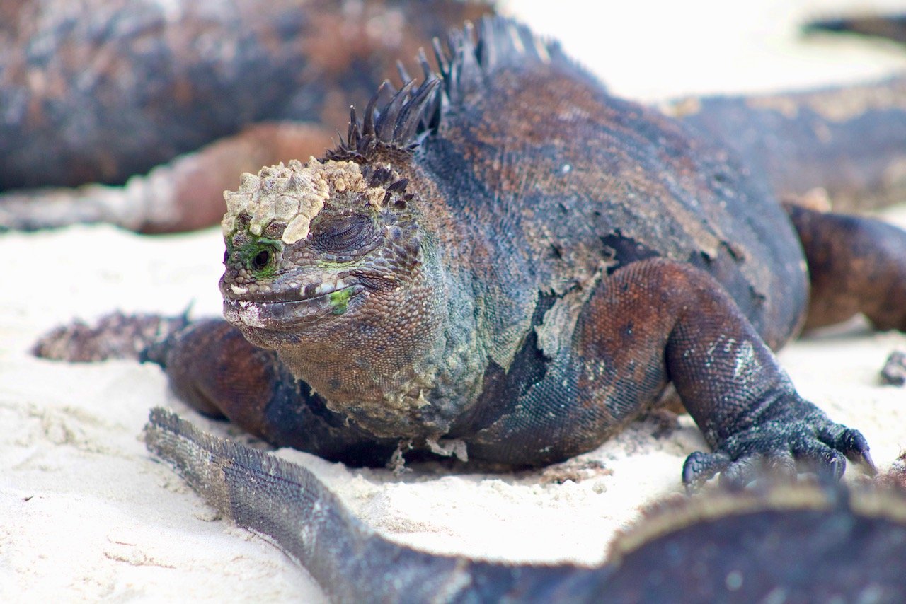   Marine Iguana, Galápagos Islands, Ecuador (ISO 800, 200 mm,  f /5, 1/640 s)  