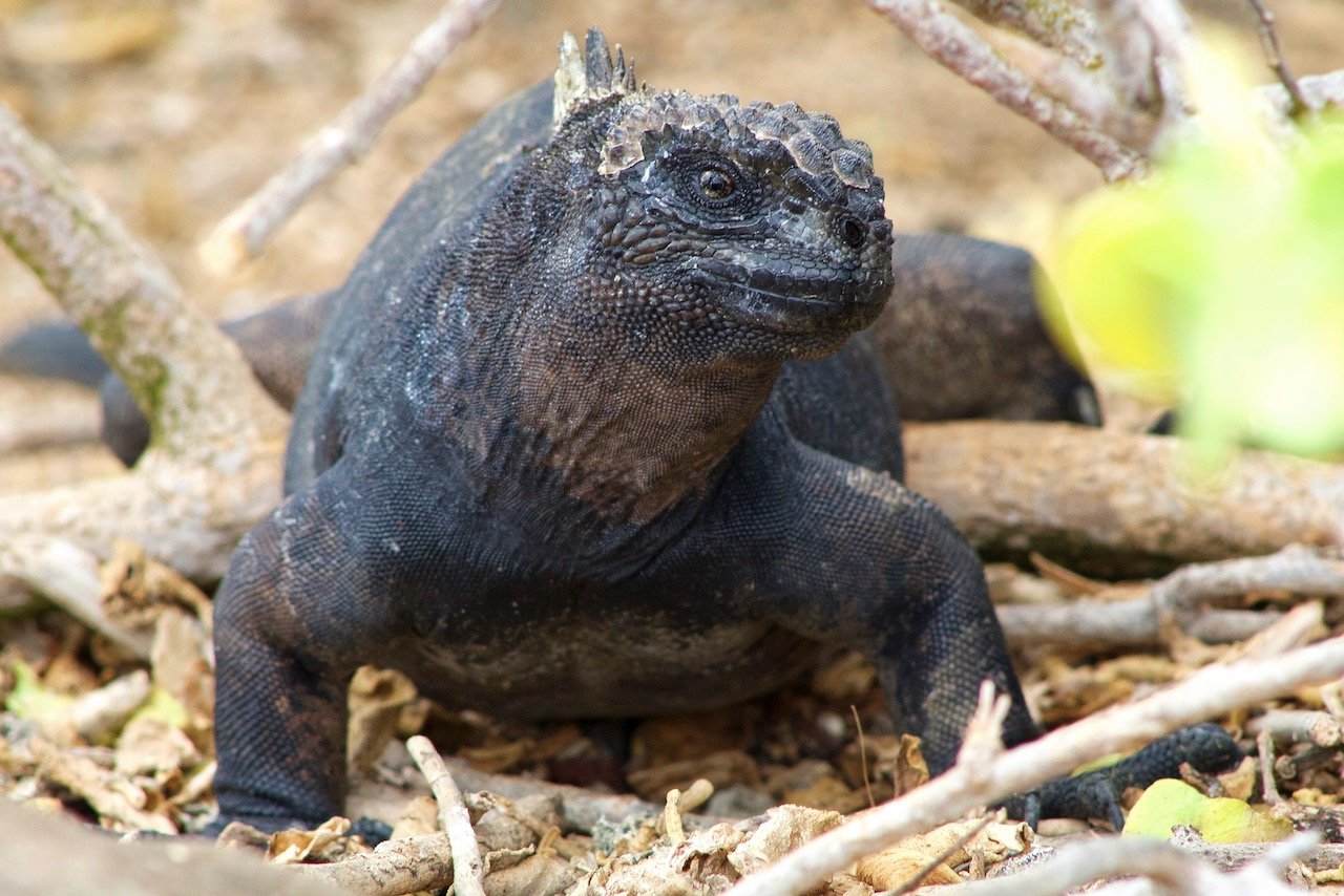   Marine Iguana, Galápagos Islands, Ecuador (ISO 1600, 240 mm,  f /11, 1/400 s)  