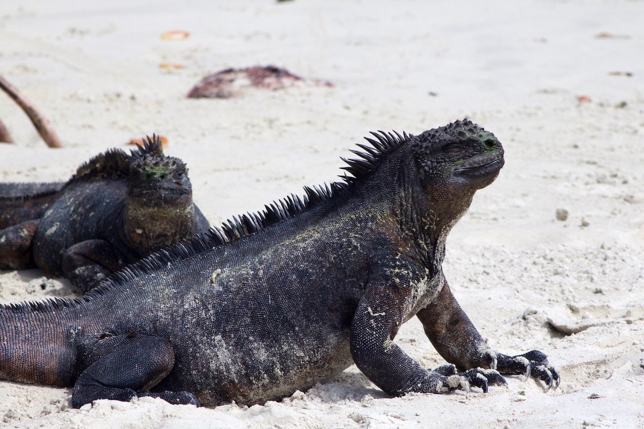   Marine Iguana, Galápagos Islands, Ecuador (ISO 800, 140 mm,  f /11, 1/500 s)  