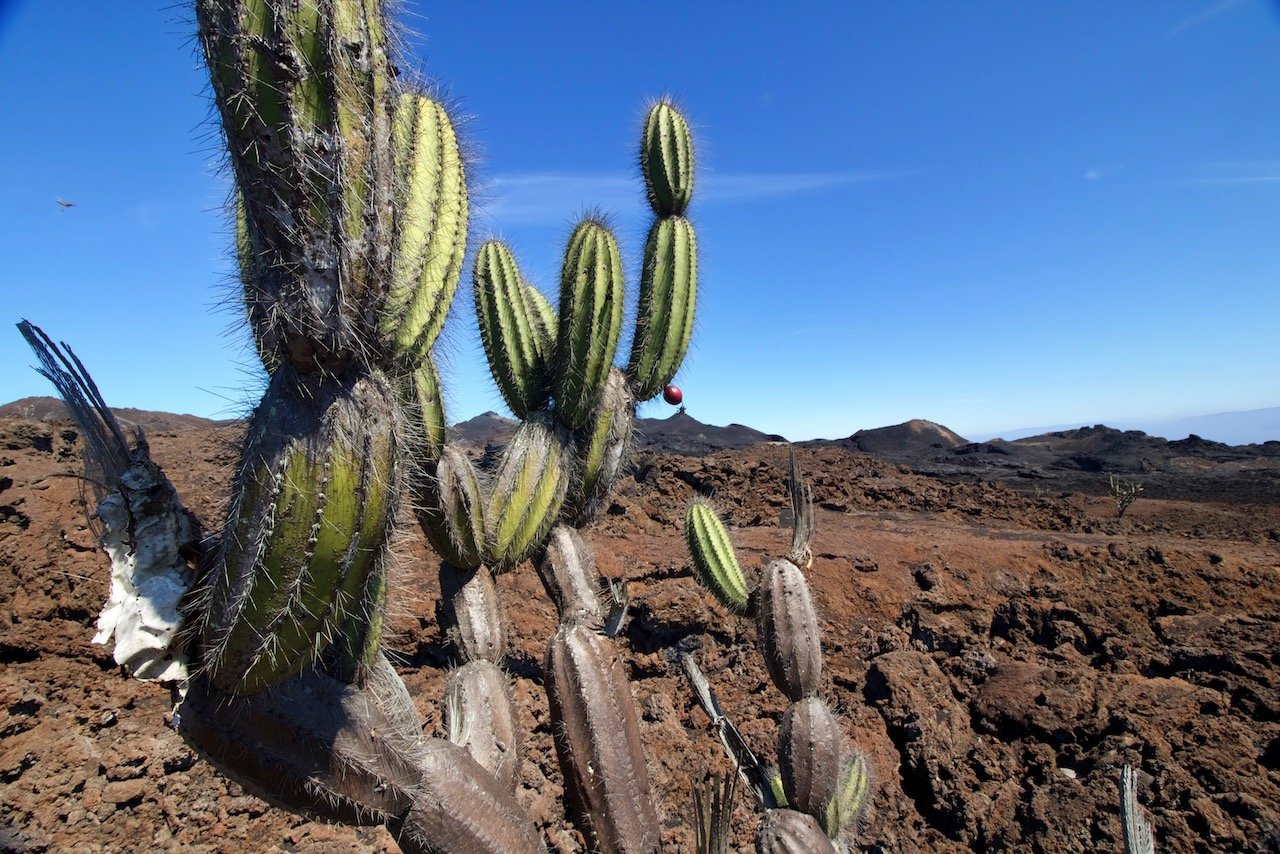   Sierra Negra Volcano, Isabella Island, Galápagos Islands, Ecuador (ISO 400, 10 mm,  f /11, 1/125 s)  