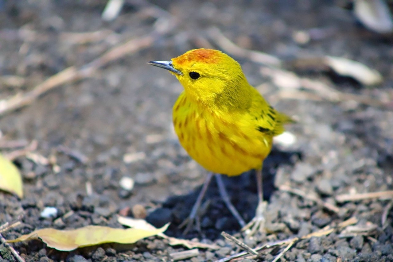   Finch, Isabella Island, Galápagos Islands, Ecuador (ISO 6400, 240 mm,  f /5.6, 1/640 s)  