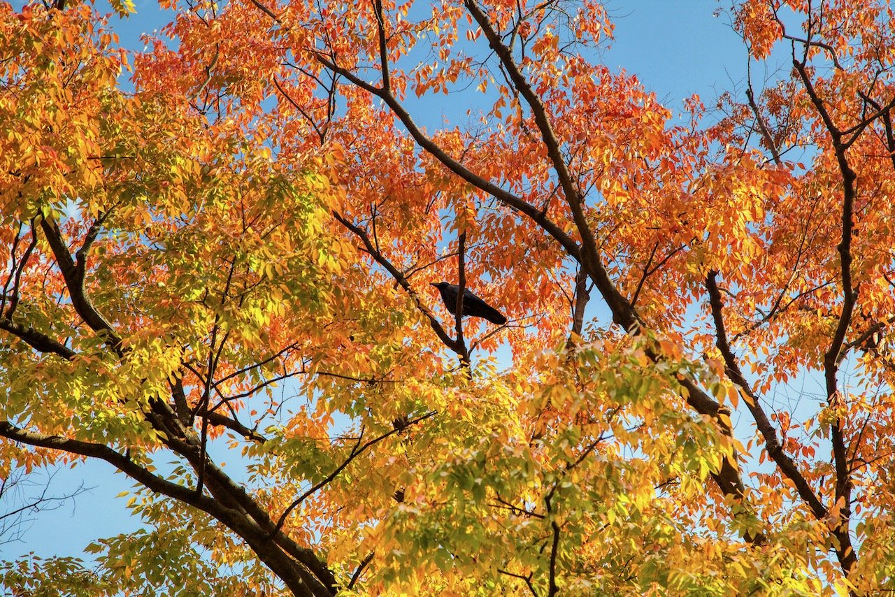   Yoyogi Park, Tokyo, Japan (ISO 100, 105 mm, f/7.1, 1/80 s)  