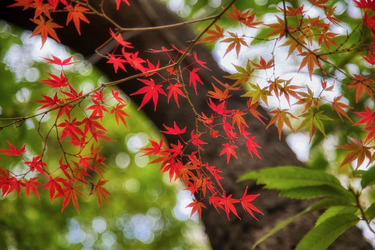   Yoyogi Park, Tokyo, Japan (ISO 800, 105 mm, f/4, 1/200 s)  