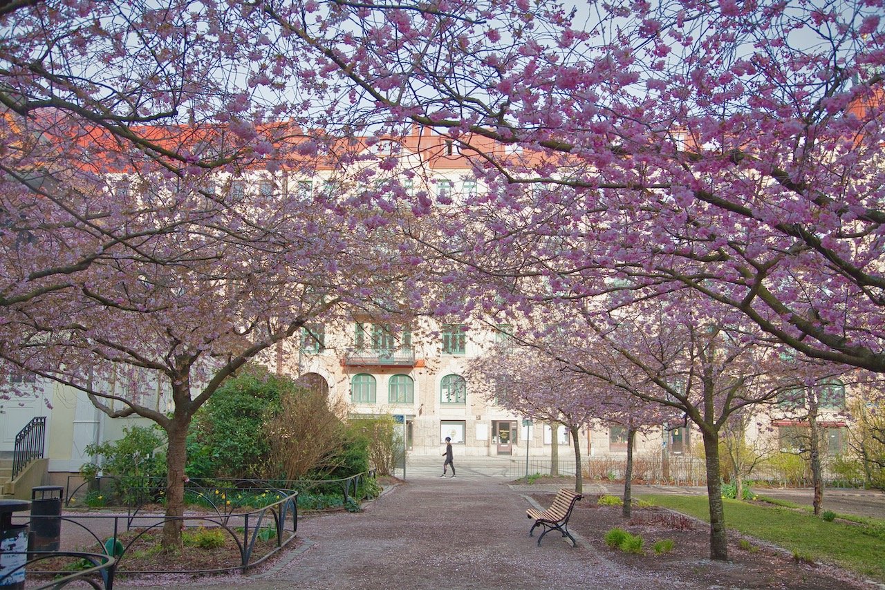   Cherry Blossoms at Seminarieparken, Gothenburg, Sweden (ISO 100, 35 mm,  f /4, 1/320 s)  