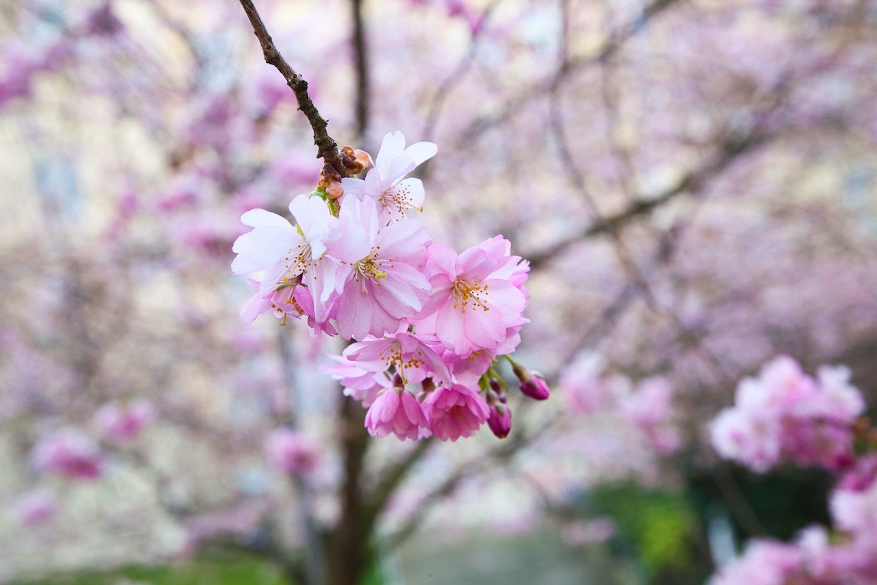   Cherry Blossoms at Seminarieparken, Gothenburg, Sweden (ISO 400, 65 mm,  f /10, 1/60 s)  