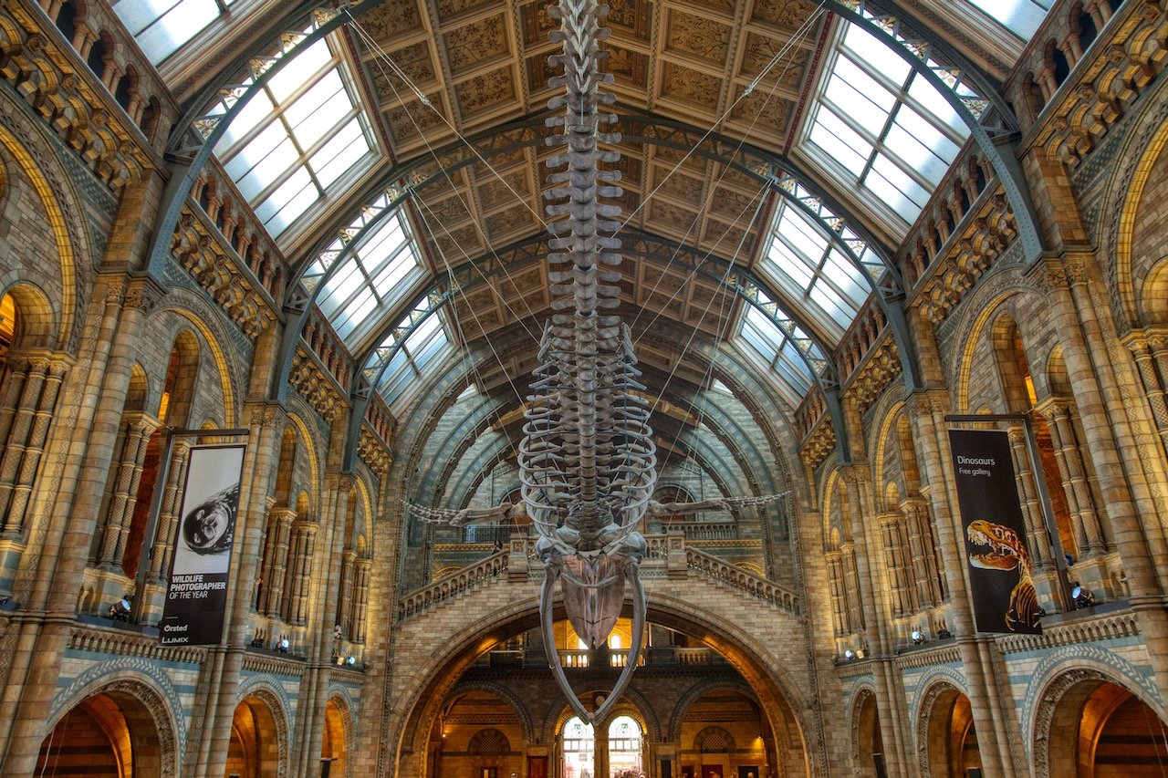   Natural History Museum, London, England (ISO 4000, 24 mm,  f /8, 1/40 s)  