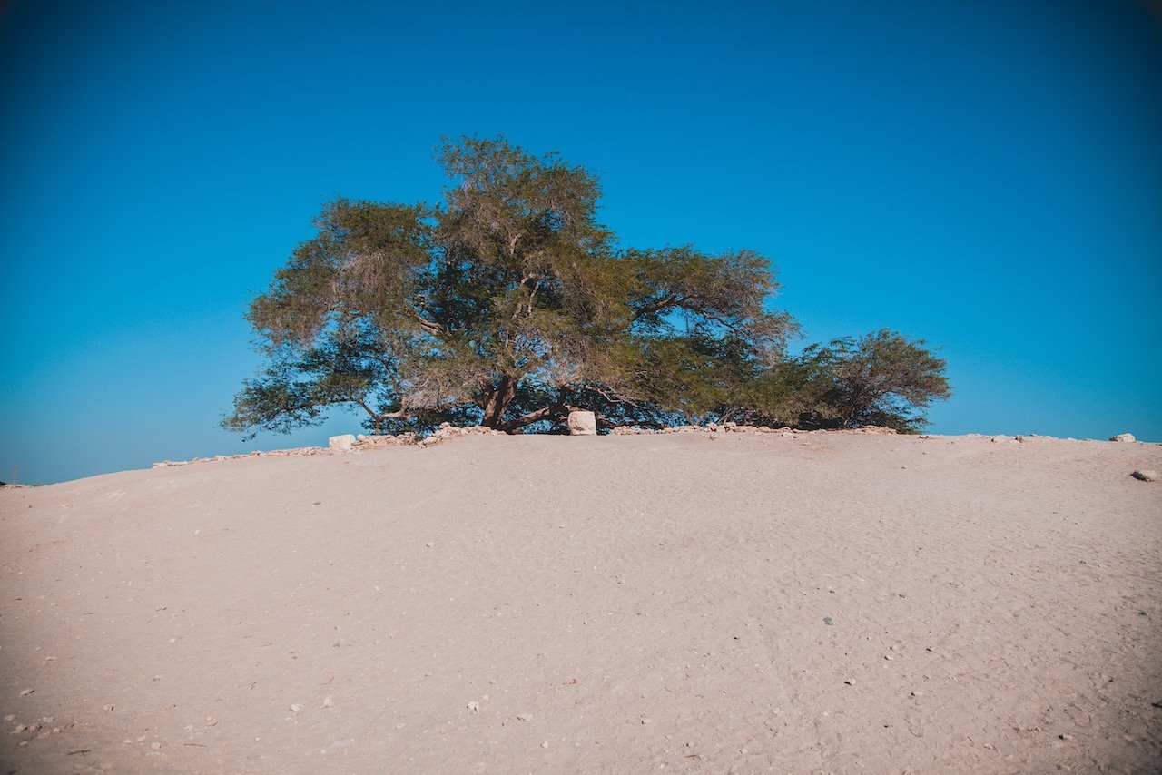   The Tree of Life, Bahrain (ISO 100, 24 mm,  f /4, 1/1250 s)  