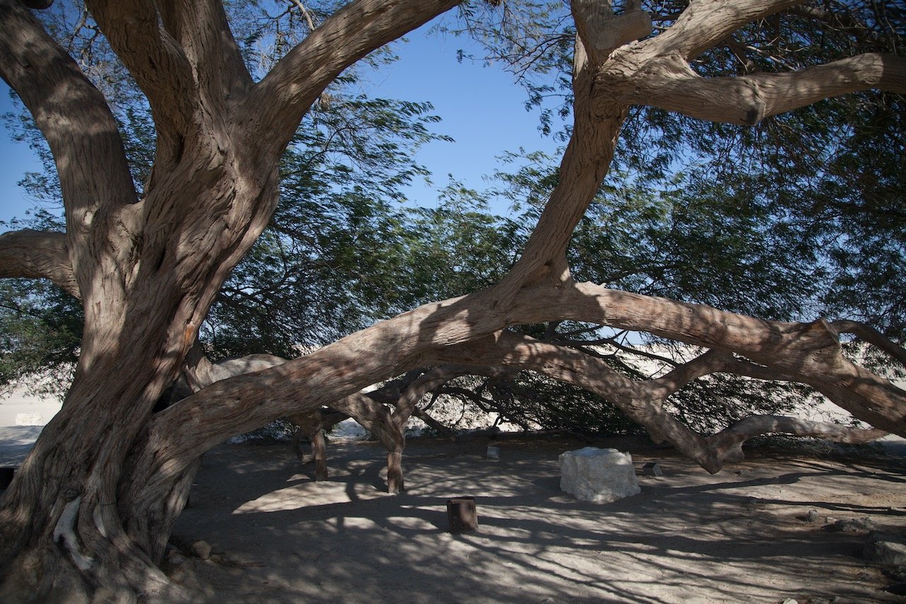   The Tree of Life, Bahrain (ISO 100, 24 mm,  f /4, 1/800 s)  
