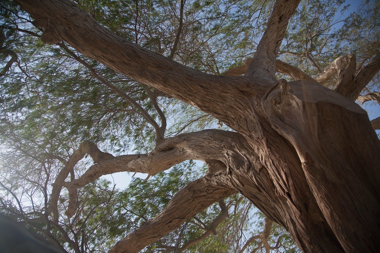   The Tree of Life, Bahrain (ISO 100, 24 mm,  f /4, 1/500 s)  