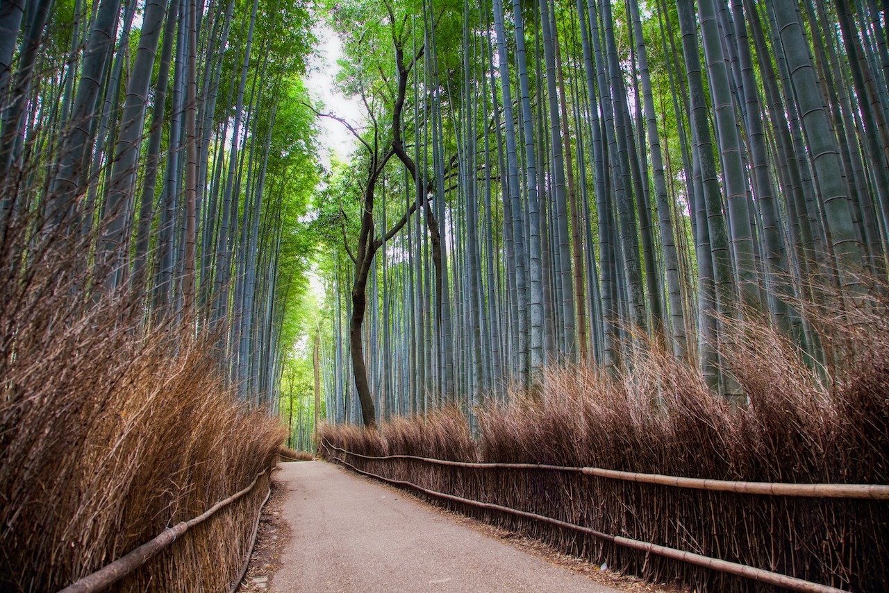 📍 Kyoto, Japan

This short path through the bamboo forest can be found in the western part of Kyoto in Arashiyama. It is the perfect place to go to take in a bit of nature, away from car engines and other road noise that usually accompany large citi