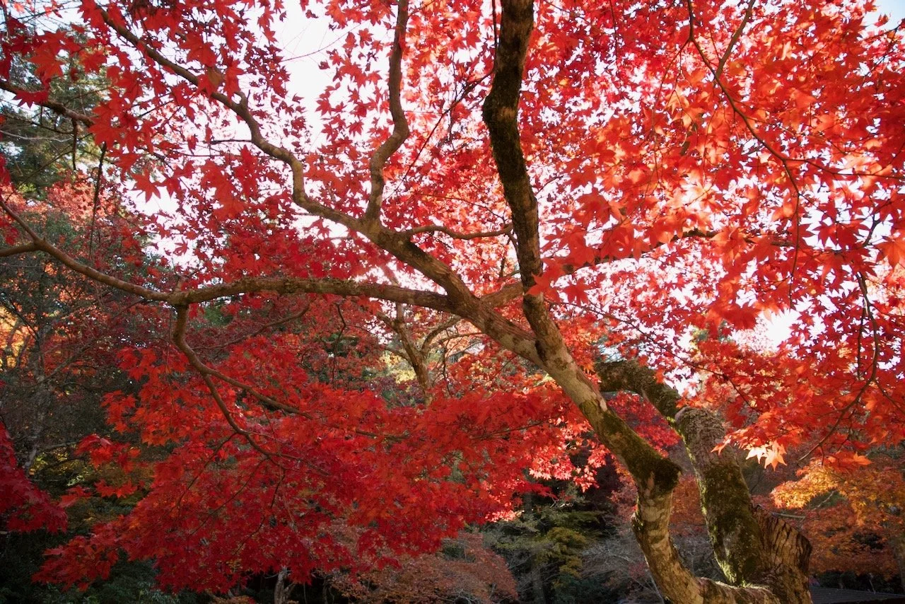 Miyajima Island, Hiroshima, Japan (ISO 2000, 24 mm, f /8, 1/400 s)