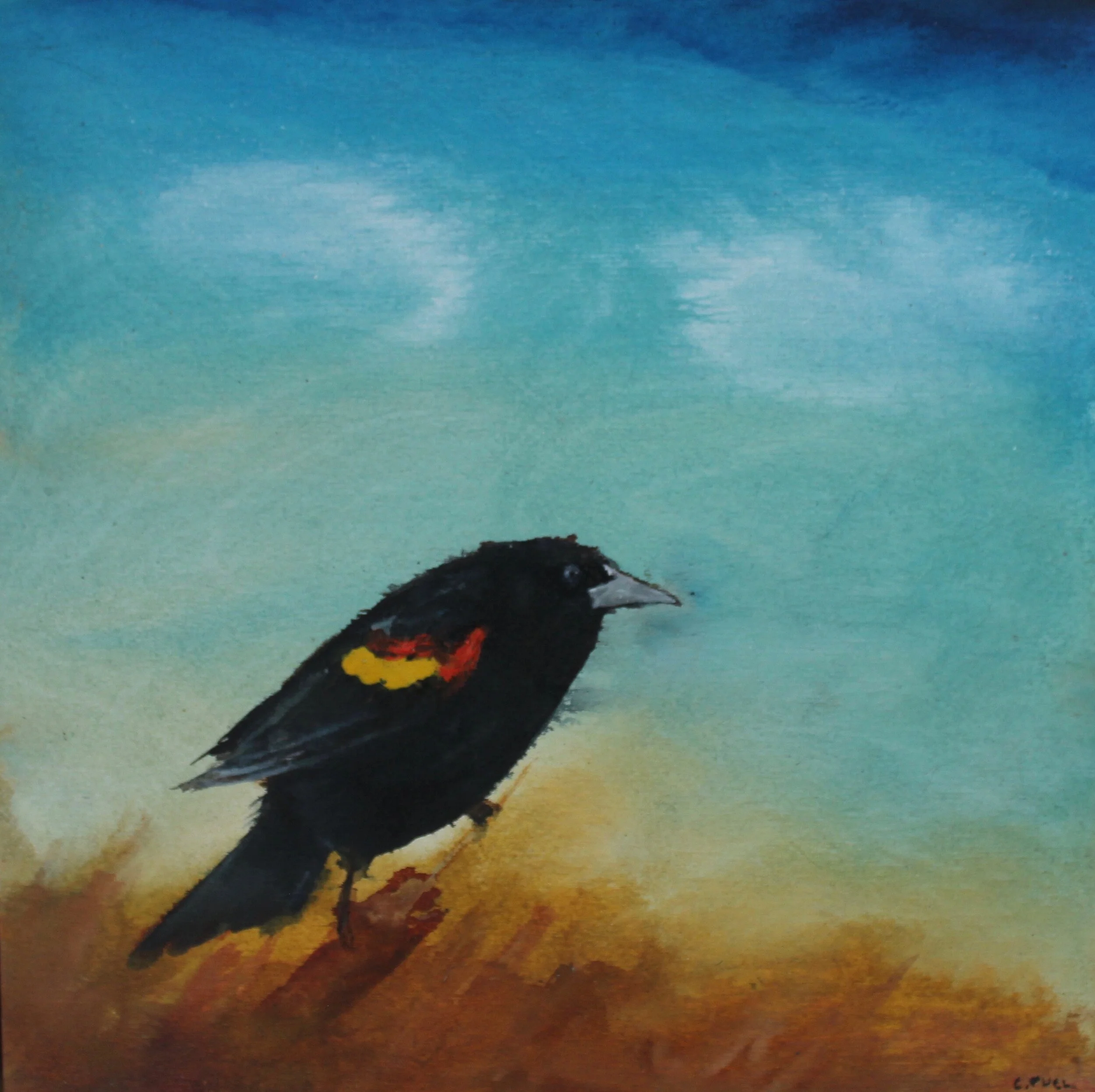 Red wing blackbird