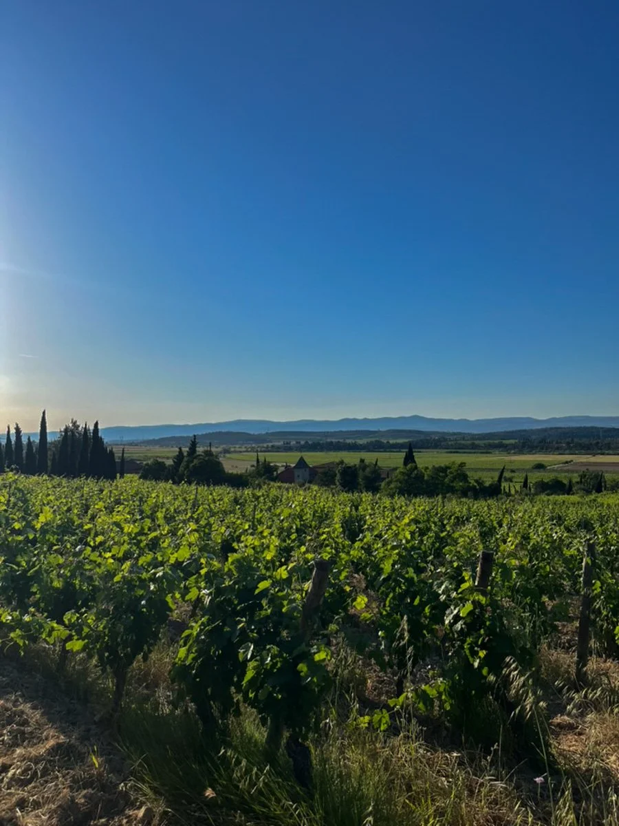 New Arrivals from Fond Cyprès