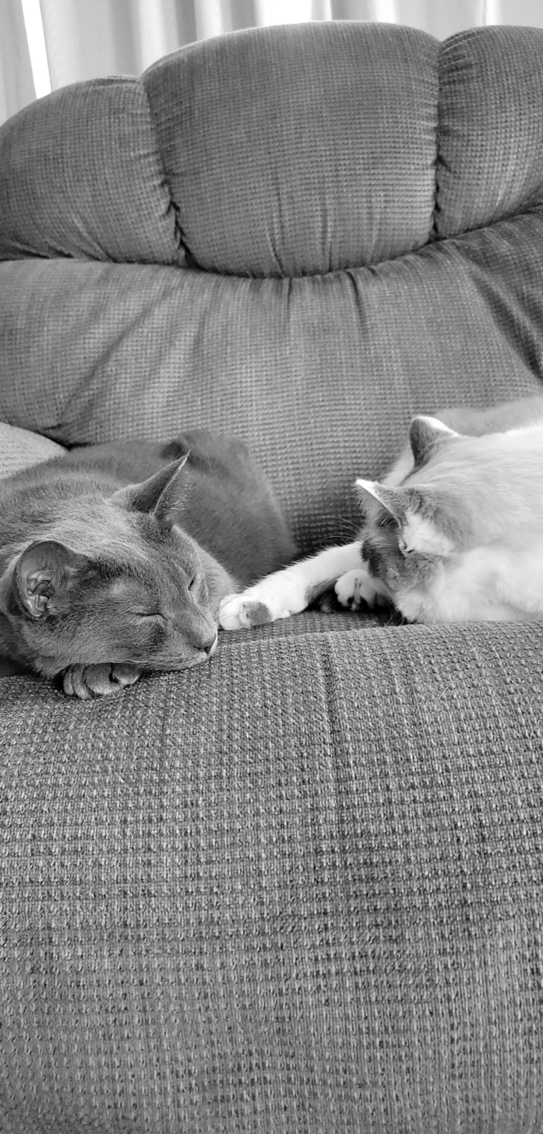 Inside Sales / Cat Whisperer / Fun Uncle