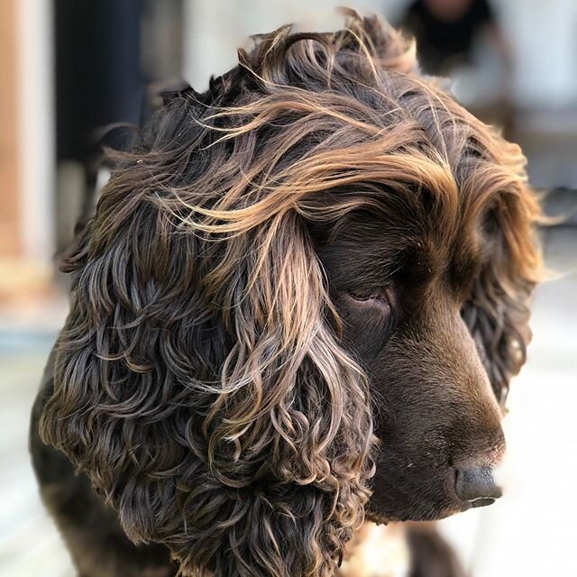 With work a little quieter at the moment, I would like to give thanks to my wonderful friend Tess, who needs lots of walks, fresh air and ❤️....😃🐕&zwj;🦺
#dog
#doglife 
#exercisemotivation 
#lovemydog🐶 
#workingfromhomeperks 
#pets