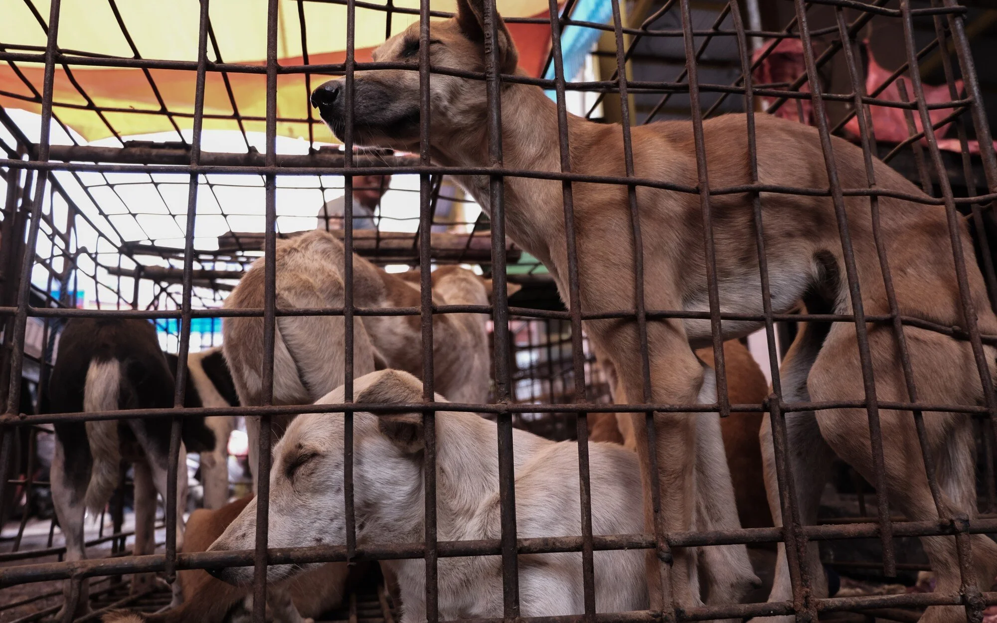 Times Investigation: He was a Hollywood darling for fighting dog meat trade. Butchers say he staged killings; he denies it