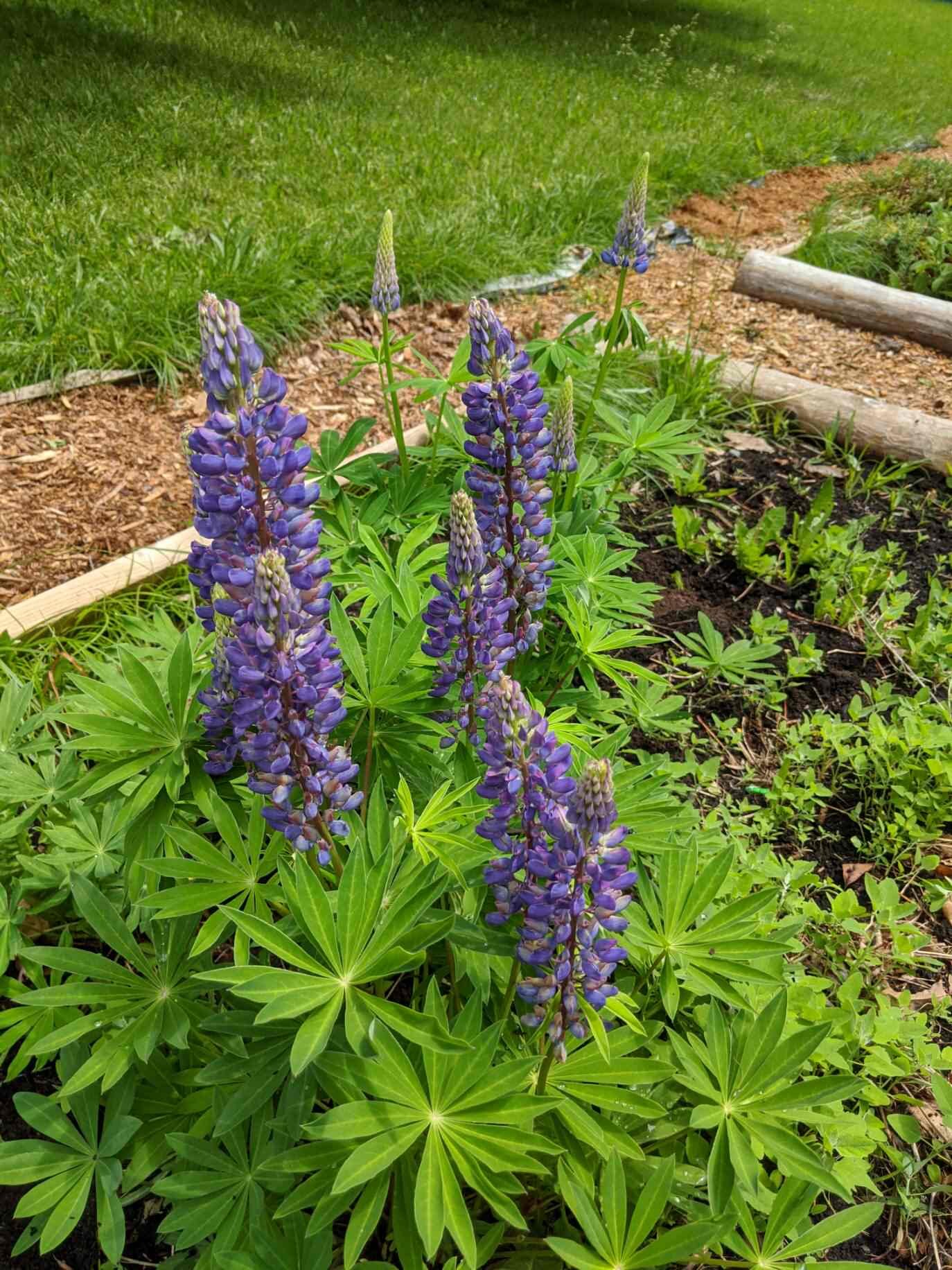 Lupins in spring