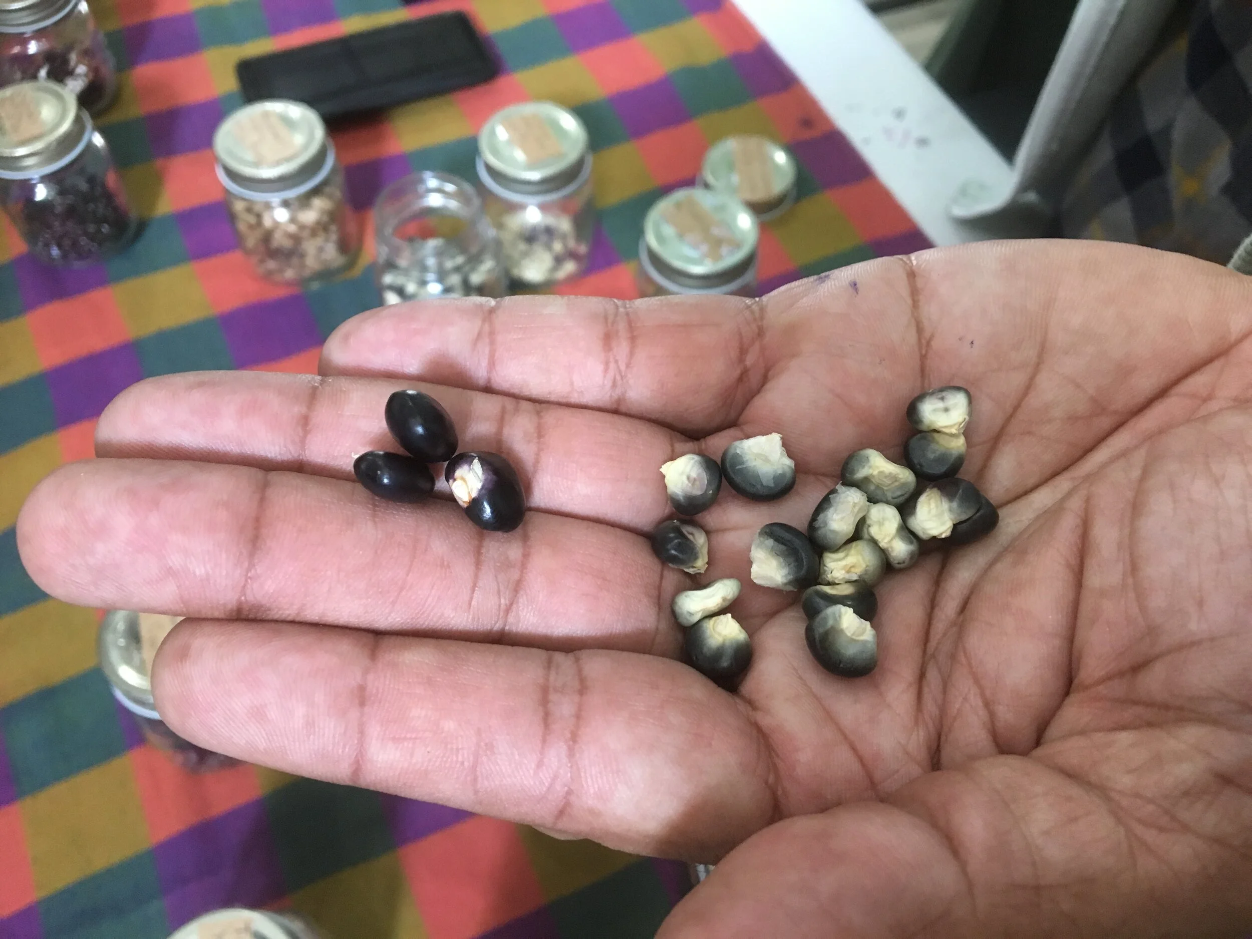 Choosing the right seeds for your balcony