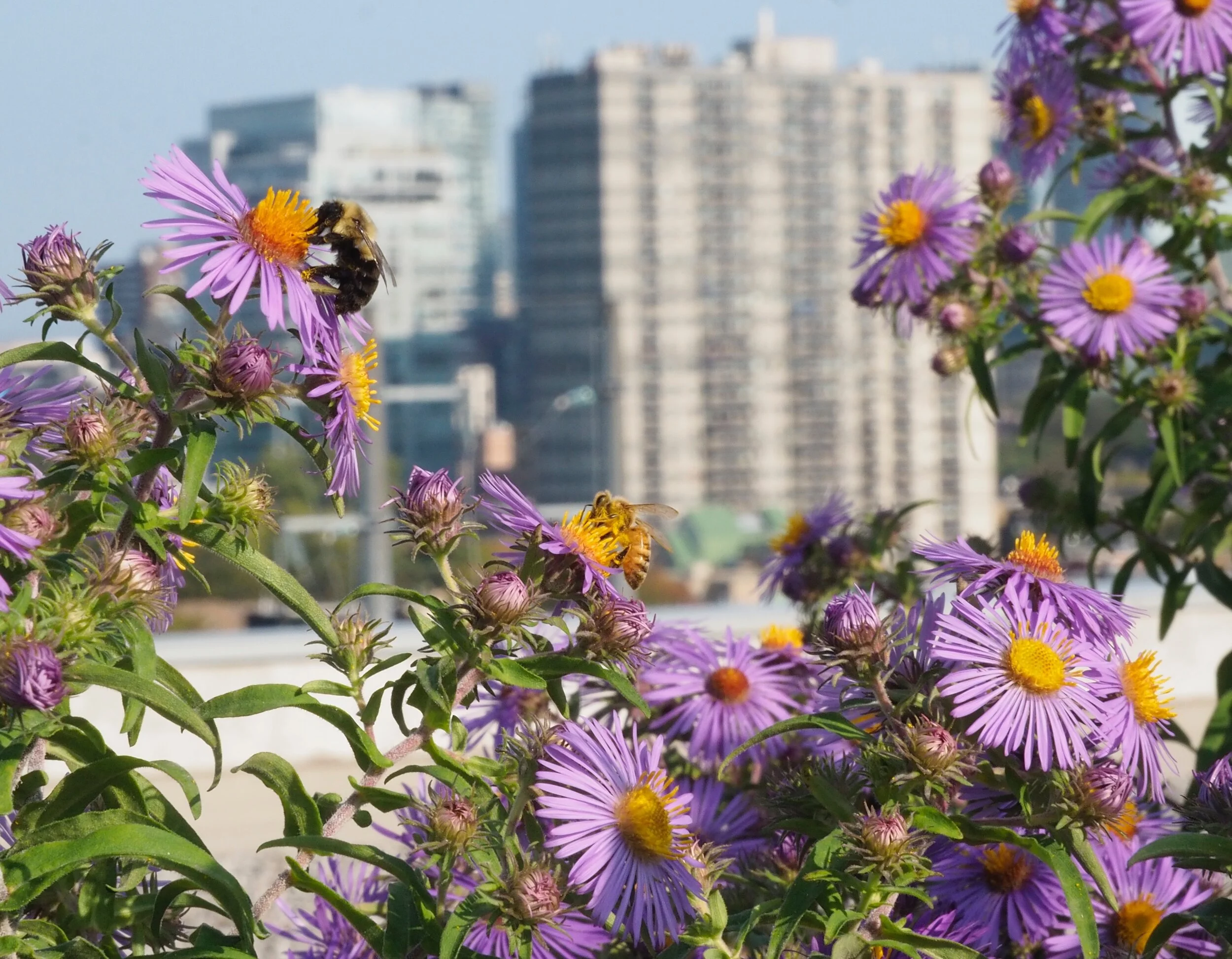 Asters - Purple