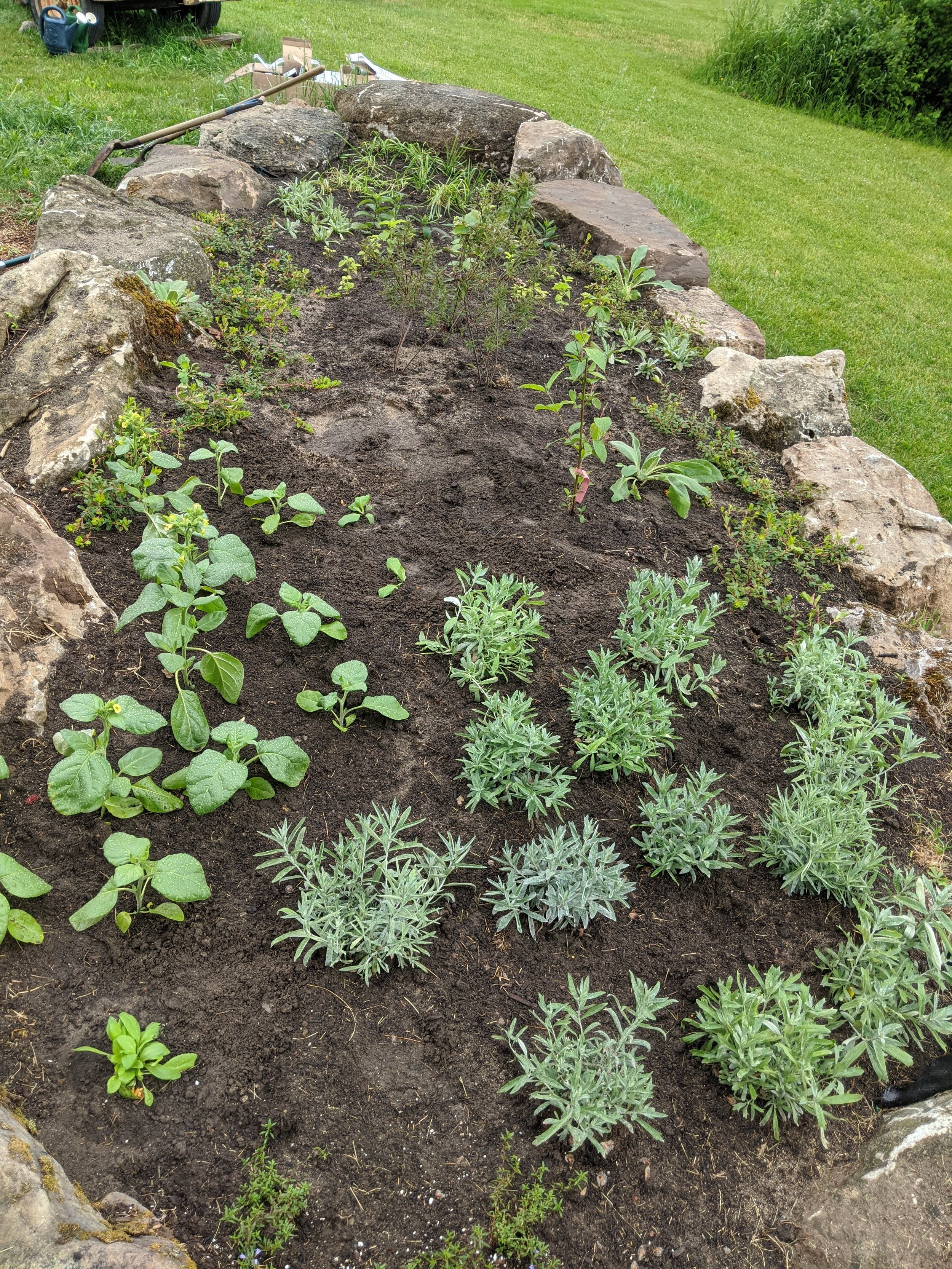 Newly transplanted medicines - White Sage and Asemaa