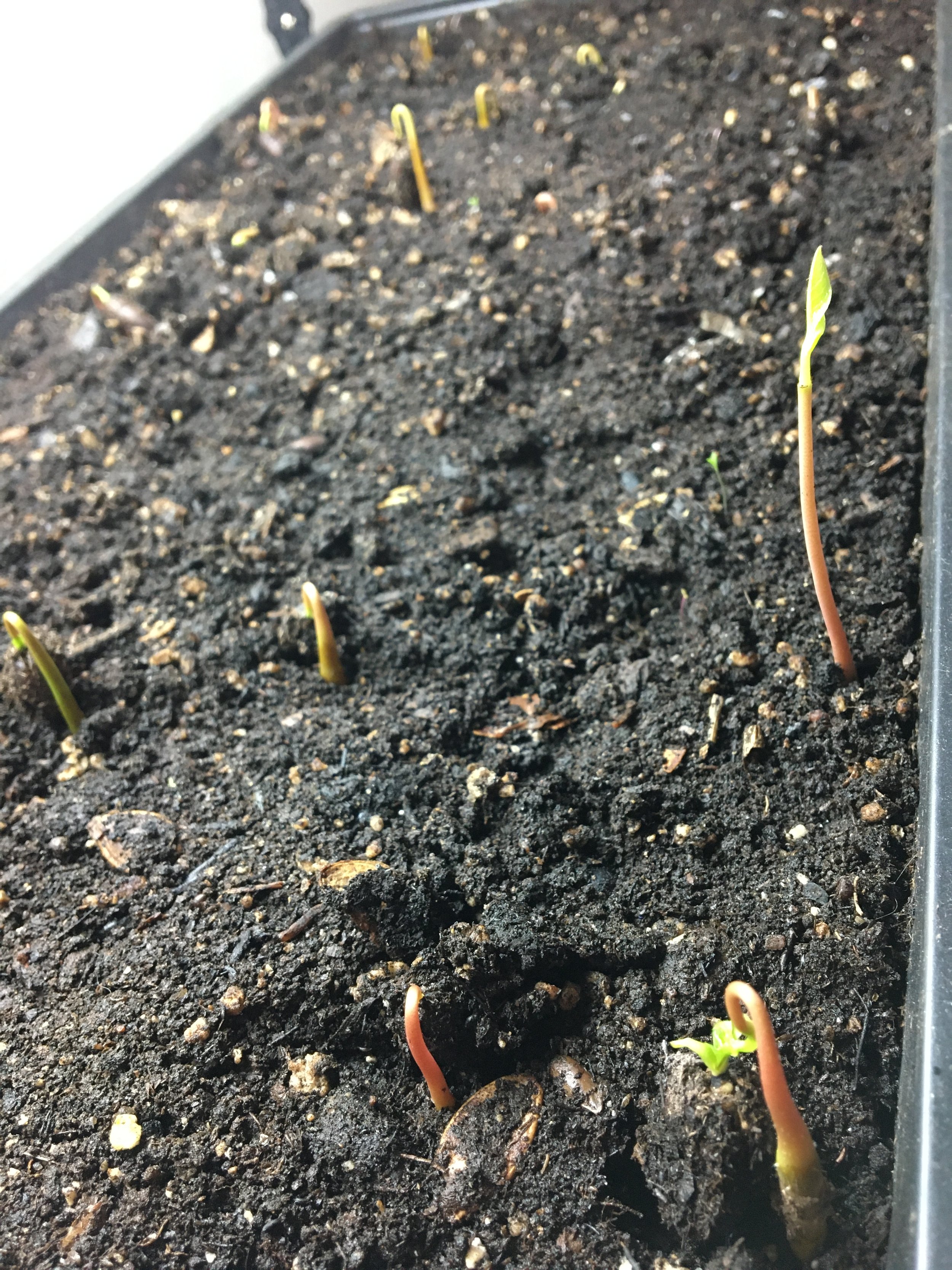 Seedlings are germinating after cold stratification all winter