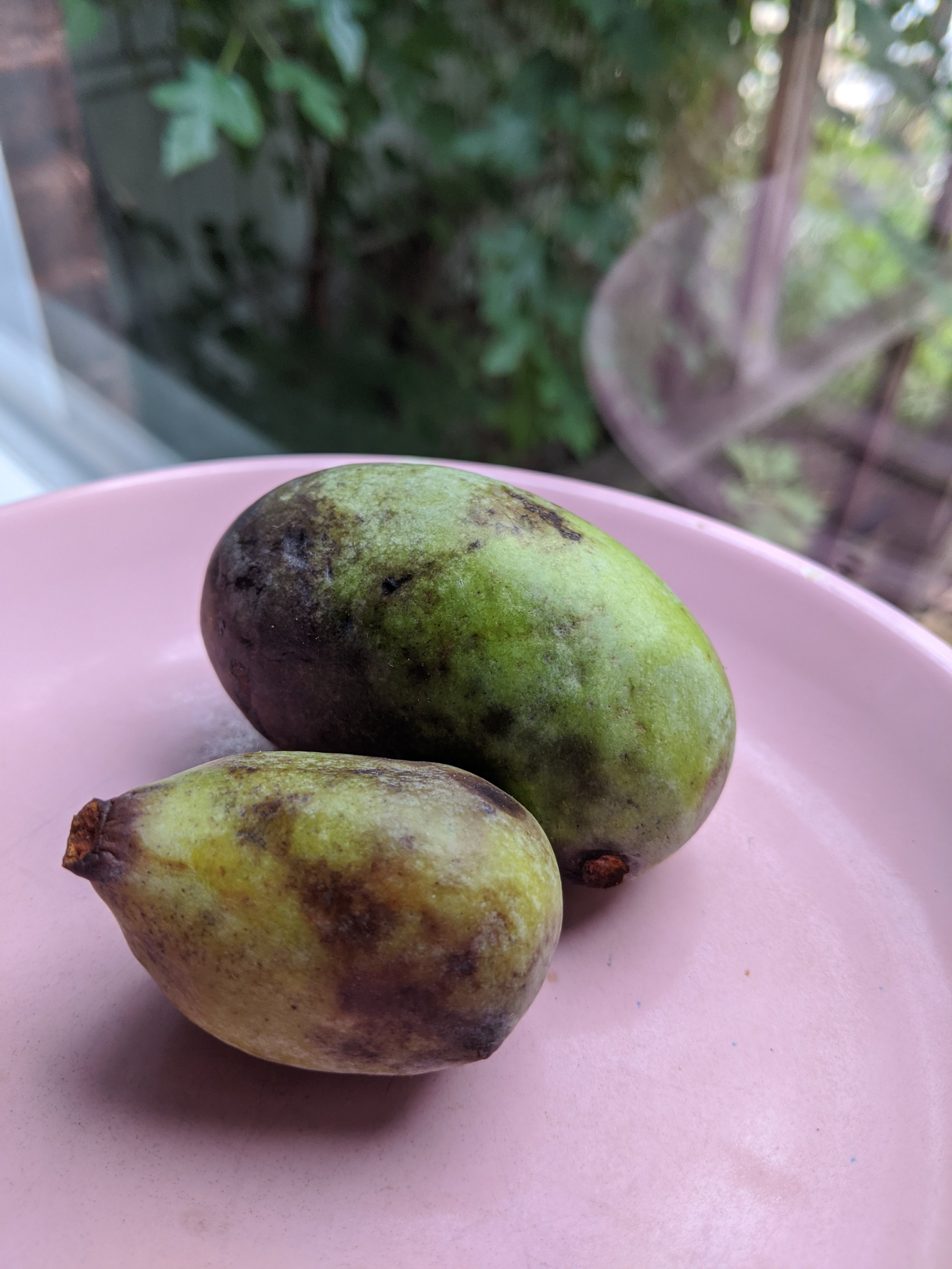 Pawpaw fruits in late September