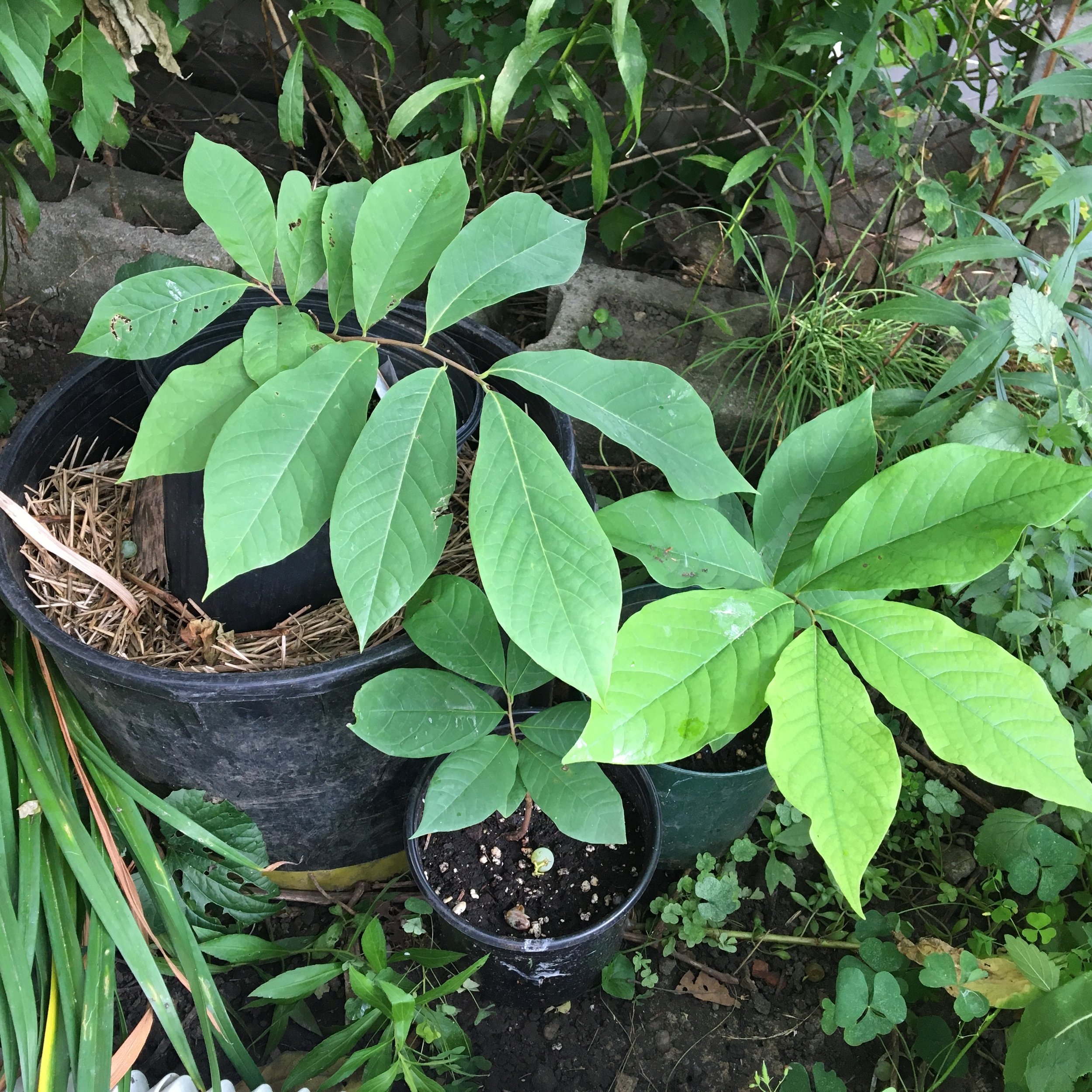 3-year-old saplings