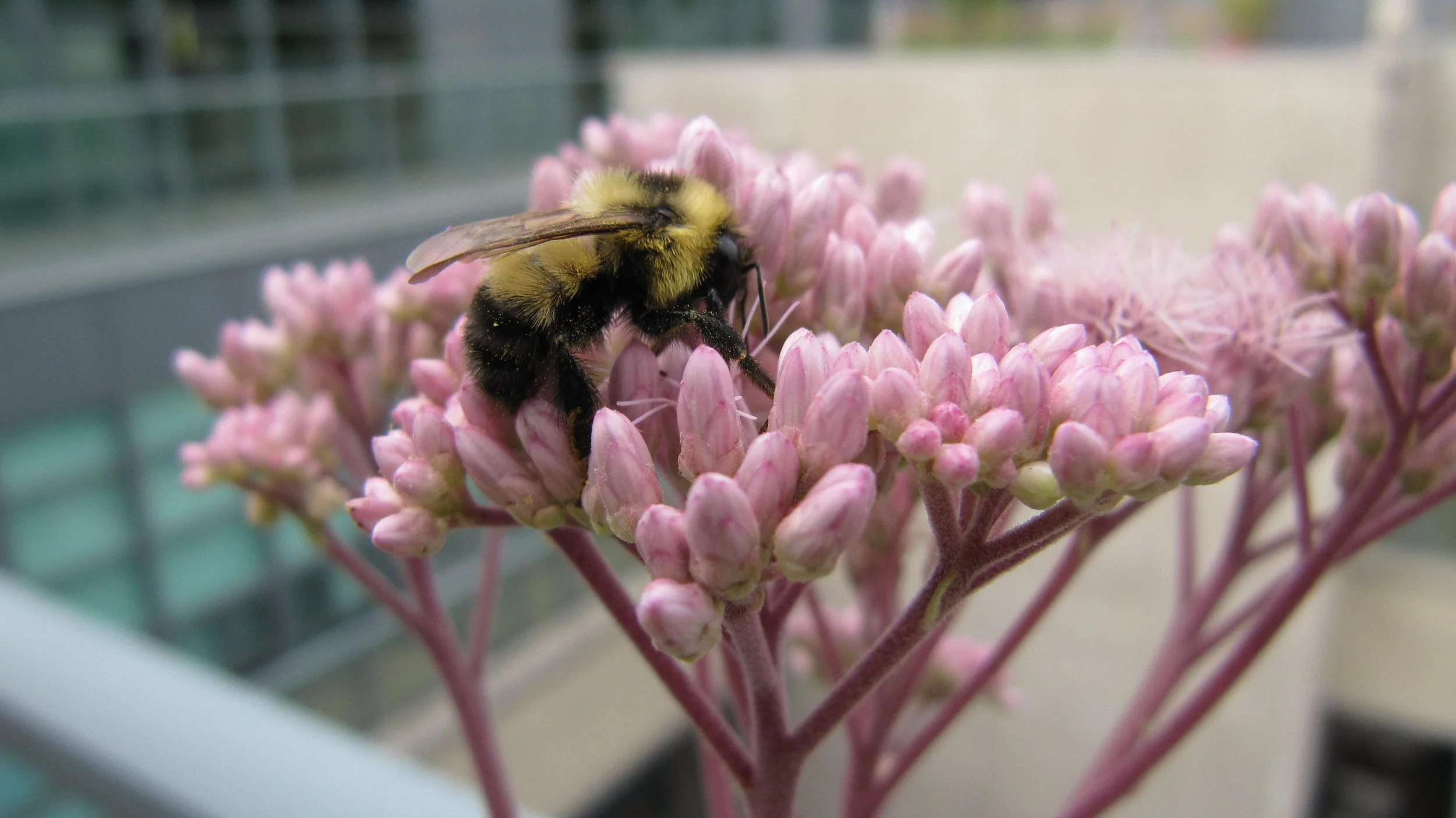 Spotted Joe Pye Weed