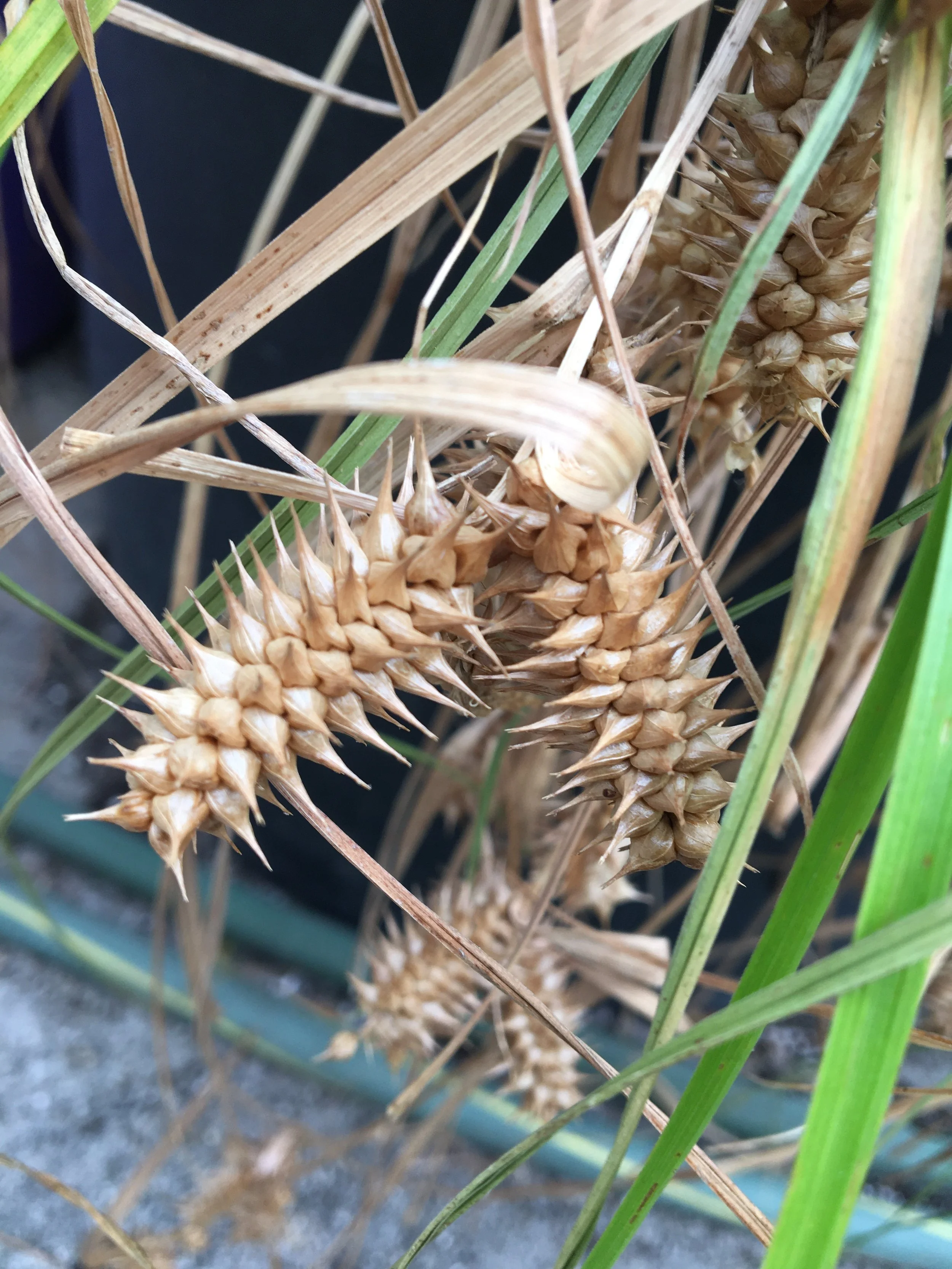 Sedge - Awl fruited