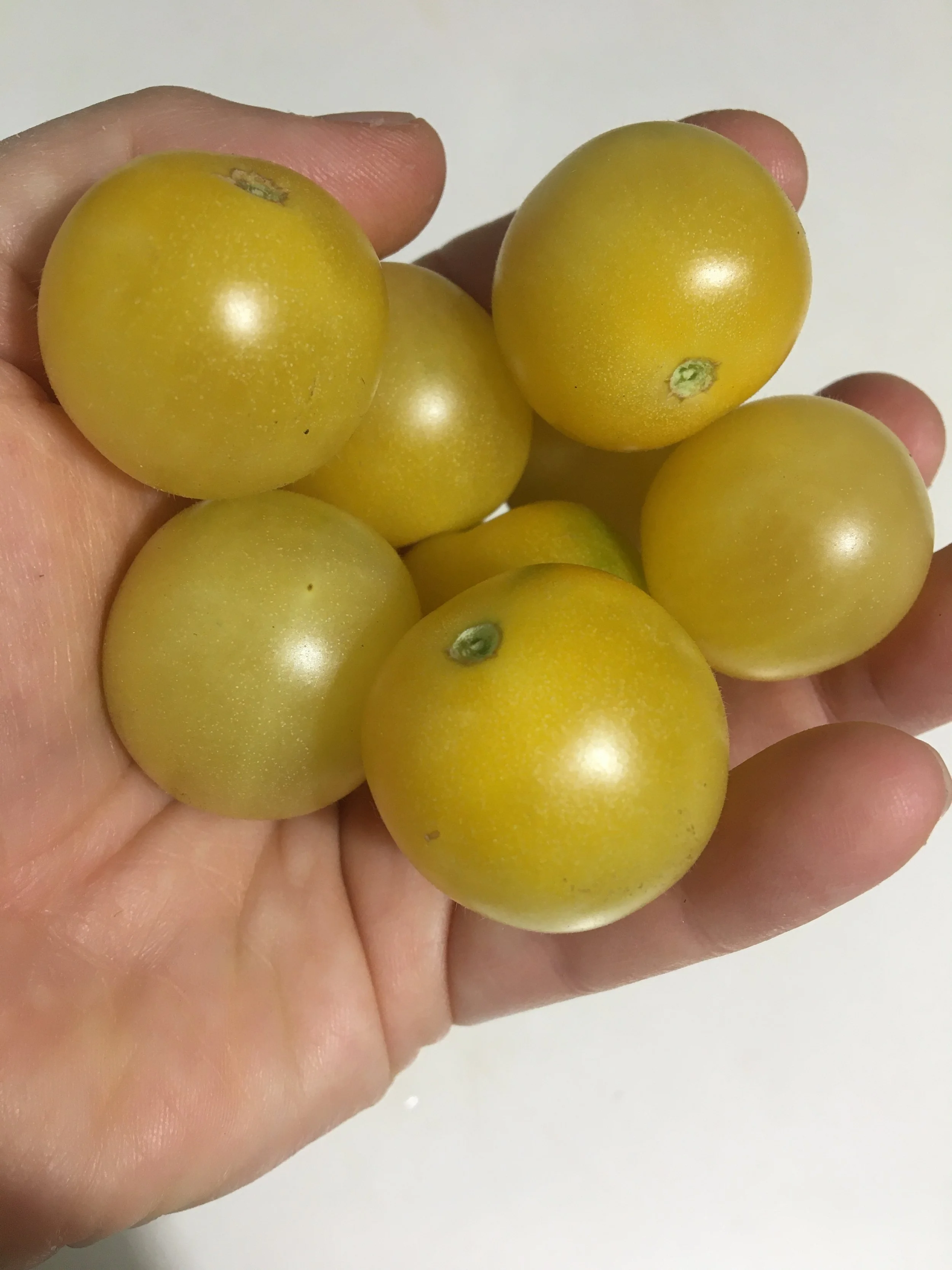 Tomato - White Cherry
