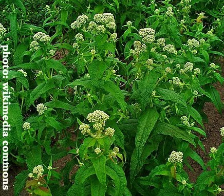 Boneset